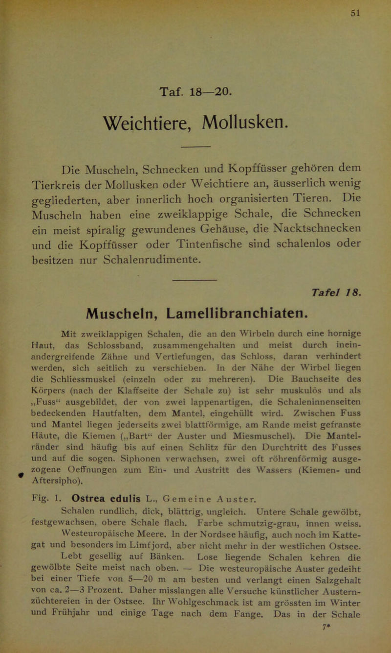 Taf. 18—20. Weichtiere, Mollusken. Die Muscheln, Schnecken und Kopffüsser gehören dem Tierkreis der Mollusken oder Weichtiere an, äusserlich wenig gegliederten, aber innerlich hoch organisierten Tieren. Die Muscheln haben eine zweiklappige Schale, die Schnecken ein meist spiralig gewundenes Gehäuse, die Nacktschnecken und die Kopffüsser oder Tintenfische sind schalenlos oder besitzen nur Schalenrudimente. Tafel 18. Muscheln, Lamellibranchiaten. Mit zweiklappigen Schalen, die an den Wirbeln durch eine hornige Haut, das Schlossband, zusammengehalten und meist durch inein- andergreifende Zähne und Vertiefungen, das Schloss, daran verhindert werden, sich seitlich zu verschieben. In der Nähe der Wirbel liegen die Schliessmuskel (einzeln oder zu mehreren). Die Bauchseite des Körpers (nach der Klaffseite der Schale zu) ist sehr muskulös und als „Fuss“ ausgebildet, der von zwei lappenartigen, die Schaleninnenseiten bedeckenden Hautfalten, dem Mantel, eingehüllt wird. Zwischen Fuss und Mantel liegen jederseits zwei blattförmige, am Rande meist gefranste Häute, die Kiemen („Bart“ der Auster und Miesmuschel). Die Mantel- ränder sind häufig bis auf einen Schlitz für den Durchtritt des Fusses und auf die sogen. Siphonen verwachsen, zwei oft röhrenförmig ausge- zogene Oeffnungen zum Ein- und Austritt des Wassers (Kiemen- und Aftersipho). Fig. 1. Ostrea edulis L., Gemeine Auster. Schalen rundlich, dick, blättrig, ungleich. Untere Schale gewölbt, festgewachsen, obere Schale flach. Farbe schmutzig-grau, innen weiss. W esteuropäische Meere, ln der Nordsee häufig, auch noch im Katte- gat und besonders im Limf jord, aber nicht mehr in der westlichen Ostsee. Lebt gesellig auf Bänken. Lose liegende Schalen kehren die gewölbte Seite meist nach oben. — Die westeuropäische Auster gedeiht bei einer Tiefe von 5—20 m am besten und verlangt einen Salzgehalt von ca. 2—3 Prozent. Daher misslangen alle Versuche künstlicher Austern- züchtereien in der Ostsee. Ihr \V ohlgeschmack ist am grössten im Winter und Frühjahr und einige Tage nach dem Fange. Das in der Schale 7*