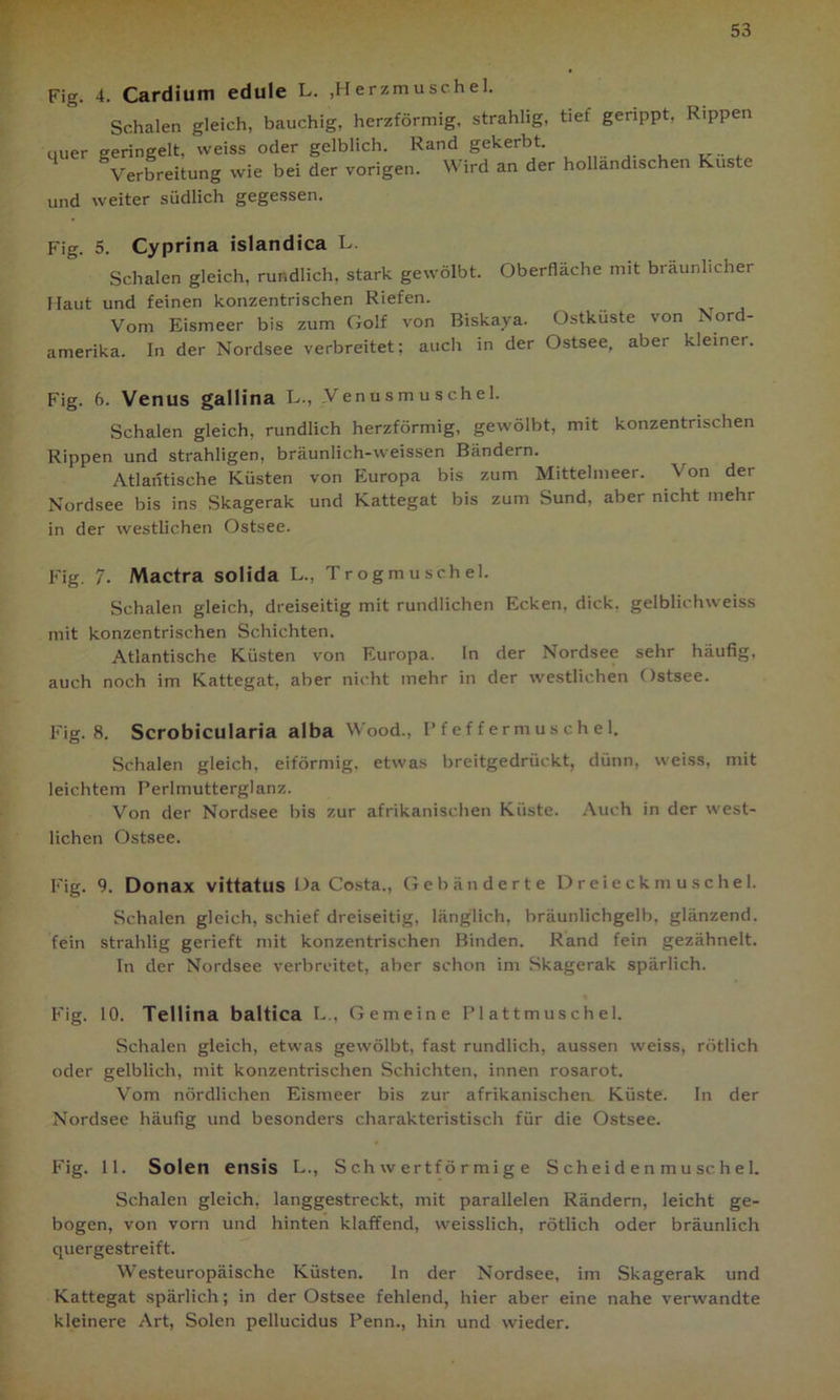 Fig. 4. Cardium edule L. .Herzmuschel. Schalen gleich, bauchig, herzförmig, strahlig, tief gerippt, Rippen euer geringelt, weiss oder gelblich. Rand gekerbt. ^Verbreitung wie bei der vorigen. Wird an der holländischen Küste und weiter südlich gegessen. Fig. 5. Cyprina islandica L. Schalen gleich, rundlich, stark gewölbt. Oberfläche mit bräunlichei Haut und feinen konzentrischen Riefen. Vom Eismeer bis zum Golf von Biskaya. Ostküste 'on Nor amerika. In der Nordsee verbreitet; auch in der Ostsee, aber kleiner. Fig. 6. Venus gallina L., .Venusmuschel. Schalen gleich, rundlich herzförmig, gewölbt, mit konzentrischen Rippen und strahligen, bräunlich-weissen Bändern. Atlantische Küsten von Europa bis zum Mittelmeer. Von der Nordsee bis ins Skagerak und Kattegat bis zum Sund, aber nicht mehr in der westlichen Ostsee. Fig. 7. Mactra solida L., Trogmuschel. Schalen gleich, dreiseitig mit rundlichen Ecken, dick, gelblichweiss mit konzentrischen Schichten. Atlantische Küsten von Europa. In der Nordsee sehr häufig, auch noch im Kattegat, aber nicht mehr in der westlichen Ostsee. Fig. 8. Scrobicularia alba Wood., Pfe.ffermuschel. Schalen gleich, eiförmig, etwas breitgedrückt, dünn, weiss, mit leichtem Perlmutterglanz. Von der Nordsee bis zur afrikanischen Küste. Auch in der west- lichen Ostsee. Fig. 9. Donax vittatus Da Costa., Gebänderte Dreieckmuschel. Schalen gleich, schief dreiseitig, länglich, bräunlichgelb, glänzend, fein strahlig gerieft mit konzentrischen Binden. Rand fein gezähnelt. In der Nordsee verbreitet, aber schon im Skagerak spärlich. Fig. 10. Tellina baltica L., Gemeine P1 attmuschel. Schalen gleich, etwas gewölbt, fast rundlich, aussen weiss, rötlich oder gelblich, mit konzentrischen Schichten, innen rosarot. Vom nördlichen Eismeer bis zur afrikanischen Küste. In der Nordsee häufig und besonders charakteristisch für die Ostsee. Fig. 11. Solen ensis L., Schwertförmige Scheidenmuschel. Schalen gleich, langgestreckt, mit parallelen Rändern, leicht ge- bogen, von vorn und hinten klaffend, weisslich, rötlich oder bräunlich quergestreift. Westeuropäische Küsten. ln der Nordsee, im Skagerak und Kattegat spärlich; in der Ostsee fehlend, hier aber eine nahe verwandte kleinere Art, Solen pellucidus Penn., hin und wieder.