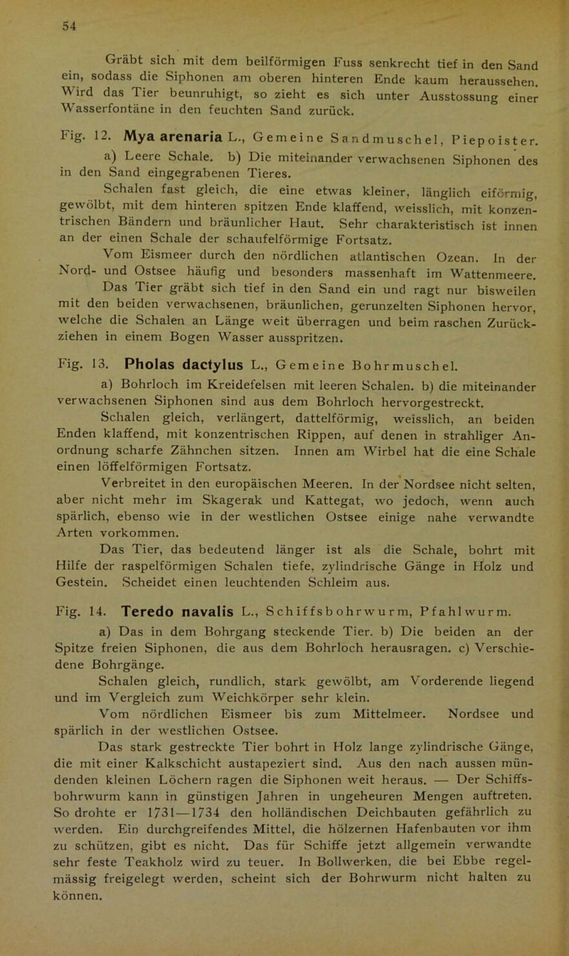 Gräbt sich mit dem beilförmigen Fuss senkrecht tief in den Sand ein, sodass die Siphonen am oberen hinteren Ende kaum heraussehen. Wird das Tier beunruhigt, so zieht es sich unter Ausstossung einer Wasserfontäne in den feuchten Sand zurück. Fig. 12. Mya arenaria L., Gemeine Sandmuschel, Piepoister. a) Leere Schale, b) Die miteinander verwachsenen Siphonen des in den Sand eingegrabenen Tieres. Schalen fast gleich, die eine etwas kleiner, länglich eiförmig, gewölbt, mit dem hinteren spitzen Ende klaffend, weisslich, mit konzen- trischen Bändern und bräunlicher Haut. Sehr charakteristisch ist innen an der einen Schale der schaufelförmige Fortsatz. Vom Eismeer durch den nördlichen atlantischen Ozean, in der Nord- und Ostsee häufig und besonders massenhaft im Wattenmeere. Das Tier gräbt sich tief in den Sand ein und ragt nur bisweilen mit den beiden verwachsenen, bräunlichen, gerunzelten Siphonen hervor, welche die Schalen an Länge weit überragen und beim raschen Zurück- ziehen in einem Bogen Wasser ausspritzen. Fig. 13. Pholas dacfylus L„ Gemeine Bohrmuschel. a) Bohrloch im Kreidefelsen mit leeren Schalen, b) die miteinander verwachsenen Siphonen sind aus dem Bohrloch hervorgestreckt. Schalen gleich, verlängert, dattelförmig, weisslich, an beiden Enden klaffend, mit konzentrischen Rippen, auf denen in strahliger An- ordnung scharfe Zähnchen sitzen. Innen am Wirbel hat die eine Schale einen löffelförmigen Fortsatz. Verbreitet in den europäischen Meeren. In der Nordsee nicht selten, aber nicht mehr im Skagerak und Kattegat, wo jedoch, wenn auch spärlich, ebenso wie in der westlichen Ostsee einige nahe verwandte Arten Vorkommen. Das Tier, das bedeutend länger ist als die Schale, bohrt mit Hilfe der raspelförmigen Schalen tiefe, zylindrische Gänge in Holz und Gestein. Scheidet einen leuchtenden Schleim aus. Fig. 14. Teredo navalis L., Schiffsbohrwurm, Pfahlwurm. a) Das in dem Bohrgang steckende Tier, b) Die beiden an der Spitze freien Siphonen, die aus dem Bohrloch herausragen, c) Verschie- dene Bohrgänge. Schalen gleich, rundlich, stark gewölbt, am Vorderende liegend und im Vergleich zum Weichkörper sehr klein. Vom nördlichen Eismeer bis zum Mittelmeer. Nordsee und spärlich in der westlichen Ostsee. Das stark gestreckte Tier bohrt in Holz lange zylindrische Gänge, die mit einer Kalkschicht austapeziert sind. Aus den nach aussen mün- denden kleinen Löchern ragen die Siphonen weit heraus. — Der Schiffs- bohrwurm kann in günstigen Jahren in ungeheuren Mengen auftreten. So drohte er 1731 —1734 den holländischen Deichbauten gefährlich zu werden. Ein durchgreifendes Mittel, die hölzernen Hafenbauten vor ihm zu schützen, gibt es nicht. Das für Schiffe jetzt allgemein verwandte sehr feste Teakholz wird zu teuer. In Bollwerken, die bei Ebbe regel- mässig freigelegt werden, scheint sich der Bohrwurm nicht halten zu können.