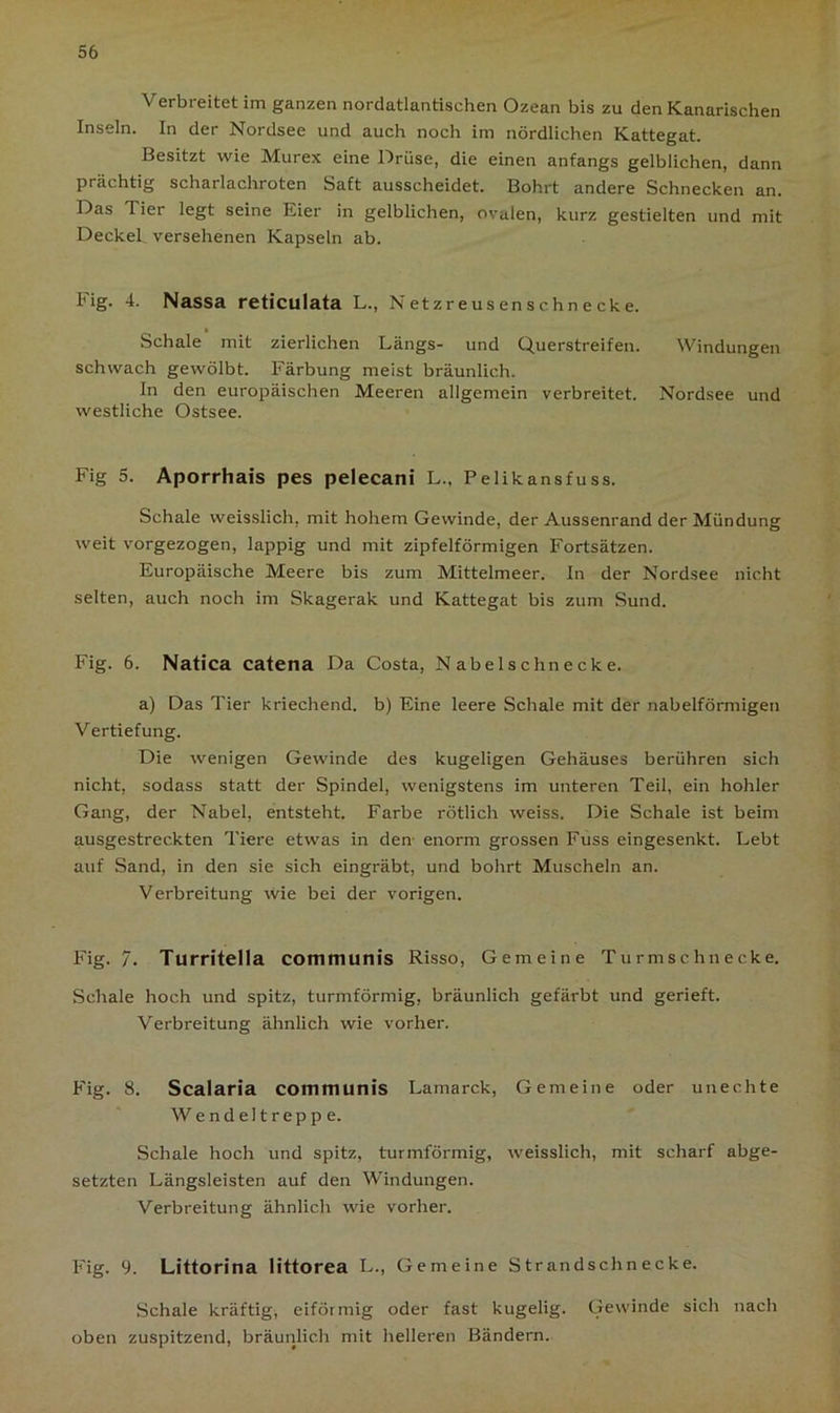 Verbreitet im ganzen nordatlantischen Ozean bis zu den Kanarischen Inseln. In der Nordsee und auch noch im nördlichen Kattegat. Besitzt wie Murex eine Drüse, die einen anfangs gelblichen, dann prächtig scharlachroten Saft ausscheidet. Bohrt andere Schnecken an. Das Tier legt seine Eier in gelblichen, ovalen, kurz gestielten und mit Deckel versehenen Kapseln ab. Fig. 4. Nassa reticulata L., Netzreusenschnecke. Schale mit zierlichen Längs- und Querstreifen. Windungen schwach gewölbt. Färbung meist bräunlich. In den europäischen Meeren allgemein verbreitet. Nordsee und westliche Ostsee. Fig 5. Aporrhais pes pelecani L., Pelikansfuss. Schale weisslich, mit hohem Gewinde, der Aussenrand der Mündung weit vorgezogen, lappig und mit zipfelförmigen Fortsätzen. Europäische Meere bis zum Mittelmeer. In der Nordsee nicht selten, auch noch im Skagerak und Kattegat bis zum Sund. Fig. 6. Natica catena Da Costa, Nabelschnecke. a) Das Tier kriechend, b) Eine leere Schale mit der nabelförmigen Vertiefung. Die wenigen Gewinde des kugeligen Gehäuses berühren sich nicht, sodass statt der Spindel, wenigstens im unteren Teil, ein hohler Gang, der Nabel, entsteht. Farbe rötlich weiss. Die Schale ist beim ausgestreckten Tiere etwas in den- enorm grossen Fuss eingesenkt. Lebt auf Sand, in den sie sich eingräbt, und bohrt Muscheln an. Verbreitung wie bei der vorigen. Fig. 7. Turritella communis Risso, Gemeine Turmschnecke. Schale hoch und spitz, turmförmig, bräunlich gefärbt und gerieft. Verbreitung ähnlich wie vorher. Fig. 8. Scalaria communis Lamarck, Gemeine oder unechte Wendeltreppe. Schale hoch und spitz, turmförmig, weisslich, mit scharf abge- setzten Längsleisten auf den Windungen. Verbreitung ähnlich wie vorher. Fig. 9. Littorina littorea L., Gemeine Strandschnecke. Schale kräftig, eiförmig oder fast kugelig. Gewinde sich nach oben zuspitzend, bräunlich mit helleren Bändern.