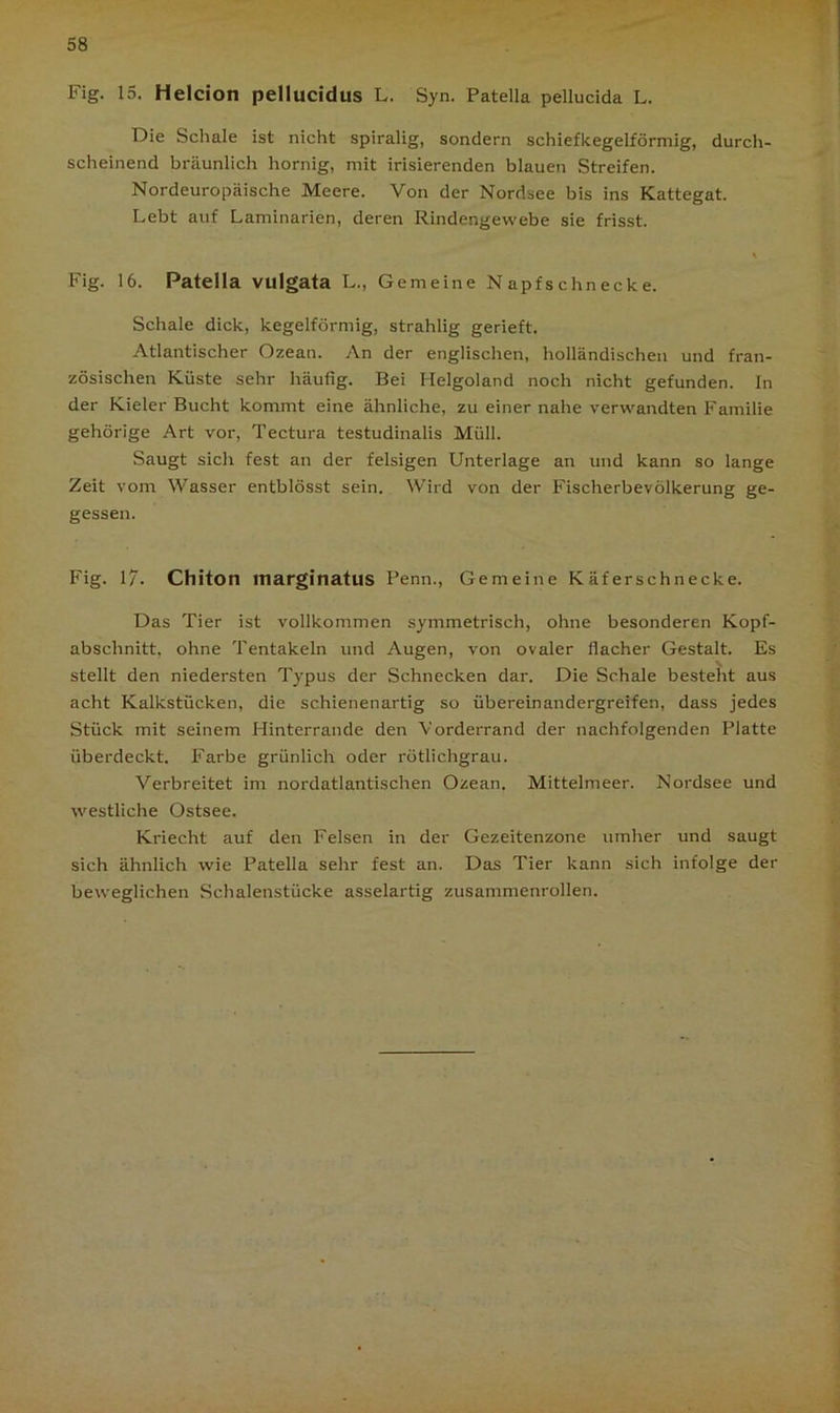 Fig. 15. Helcion pellucidus L. Syn. Patella pellucida L. Die Schale ist nicht spiralig, sondern schiefkegelförmig, durch- scheinend bräunlich hornig, mit irisierenden blauen Streifen. Nordeuropäische Meere. Von der Nordsee bis ins Kattegat. Lebt auf Laminarien, deren Rindengewebe sie frisst. t Fig. 16. Patella vulgata L., Gemeine Napfschnecke. Schale dick, kegelförmig, strahlig gerieft. Atlantischer Ozean. An der englischen, holländischen und fran- zösischen Küste sehr häufig. Bei Helgoland noch nicht gefunden. In der Kieler Bucht kommt eine ähnliche, zu einer nahe verwandten Familie gehörige Art vor, Tectura testudinalis Müll. Saugt sich fest an der felsigen Unterlage an und kann so lange Zeit vom Wasser entblösst sein. Wird von der Fischerbevölkerung ge- gessen. Fig. 17. Chiton marginatus Penn., Gemeine Käferschnecke. Das Tier ist vollkommen symmetrisch, ohne besonderen Kopf- abschnitt, ohne Tentakeln und Augen, von ovaler flacher Gestalt. Es stellt den niedersten Typus der Schnecken dar. Die Schale besteht aus acht Kalkstücken, die schienenartig so Übereinandergreifen, dass jedes Stück mit seinem Hinterrande den Vorderrand der nachfolgenden Platte überdeckt. Farbe grünlich oder rötlichgrau. Verbreitet im nordatlantischen Ozean. Mittelmeer. Nordsee und westliche Ostsee. Kriecht auf den Felsen in der Gezeitenzone umher und saugt sich ähnlich wie Patella sehr fest an. Das Tier kann sich infolge der beweglichen Schalenstücke asselartig zusammenrollen.