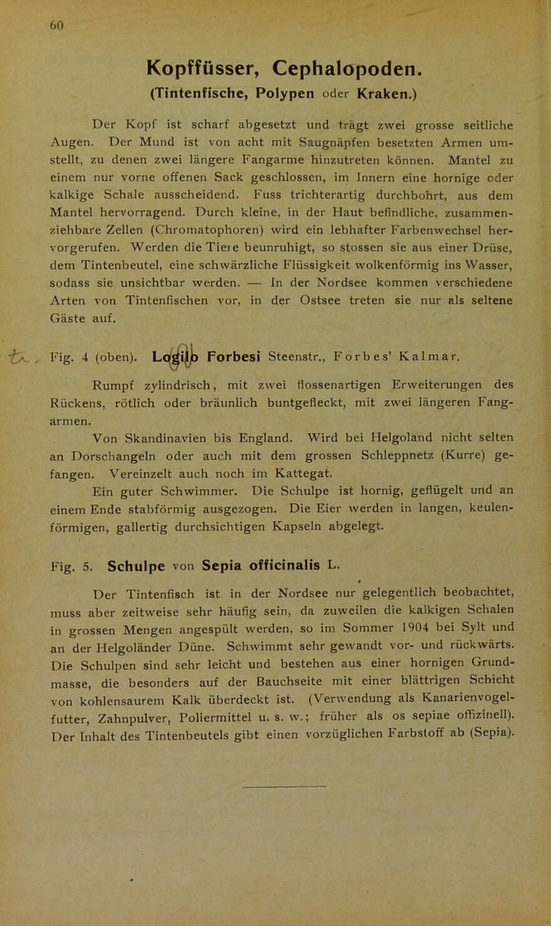 Kopffüsser, Cephalopoden. (Tintenfische, Polypen oder Kraken.) Der Kopf ist scharf abgesetzt und trägt zwei grosse seitliche Augen. Der Mund ist von acht mit Saugnäpfen besetzten Armen um- stellt, zu denen zwei längere Fangarme hinzutreten können. Mantel zu einem nur vorne offenen Sack geschlossen, im Innern eine hornige oder kalkige Schale ausscheidend. Fuss trichterartig durchbohrt, aus dem Mantel hervorragend. Durch kleine, in der Haut befindliche, zusammen- ziehbare Zellen (Chromatophoren) wird ein lebhafter Farbenwechsel her- vorgerufen. Werden dieTieie beunruhigt, so stossen sie aus einer Drüse, dem Tintenbeutel, eine schwärzliche Flüssigkeit wolkenförmig ins Wasser, sodass sie unsichtbar werden. — In der Nordsee kommen verschiedene Arten von Tintenfischen vor, in der Ostsee treten sie nur als seltene Gäste auf. , Fig. 4 (oben). Logilo Forbesi Steenstr., Forbes' Kalmar. Rumpf zylindrisch, mit zwei flossenartigen Erweiterungen des Rückens, rötlich oder bräunlich buntgefleckt, mit zwei längeren Fang- armen. Von Skandinavien bis England. Wird bei Helgoland nicht selten an Dorschangeln oder auch mit dem grossen Schleppnetz (Kurre) ge- fangen. Vereinzelt auch noch im Kattegat. Ein guter Schwimmer. Die Schulpe ist hornig, geflügelt und an einem Ende stabförmig ausgezogen. Die Eier werden in langen, keulen- förmigen, gallertig durchsichtigen Kapseln abgelegt. Fig. 5. Schulpe von Sepia officinalis L. t Der Tintenfisch ist in der Nordsee nur gelegentlich beobachtet, muss aber zeitweise sehr häufig sein, da zuweilen die kalkigen Schalen in grossen Mengen angespült werden, so im Sommer 1904 bei Sylt und an der Helgoländer Düne. Schwimmt sehr gewandt vor- und rückwärts. Die Schulpen sind sehr leicht und bestehen aus einer hornigen Grund- masse, die besonders auf der Bauchseite mit einer blättrigen Schicht von kohlensaurem Kalk überdeckt ist. (Verwendung als Kanarienvogel- futter, Zahnpulver, Poliermittel u. s. w.; früher als os sepiae offizineil). Der Inhalt des Tintenbeutels gibt einen vorzüglichen Farbstoff ab (Sepia).