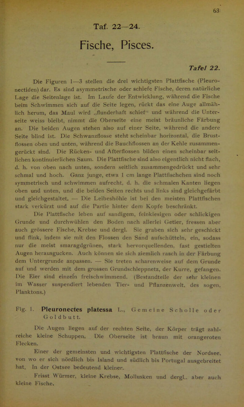 Taf. 22—24. Fische, Pisces. Tafel 22. Die Figuren 1—3 stellen die drei wichtigsten Plattfische (Pleuro- nectiden) dar. Es sind asymmetrische oder schiefe Fische, deren natürliche Lage die Seitenlage ist. Im Laufe der Entwicklung, während die Fische beim Schwimmen sich auf die Seite legen, rückt das eine Auge allmäh- lich herum, das Maul wird „flunderhaft schief- und während die Unter- seite weiss bleibt, nimmt die Oberseite eine meist bräunliche Färbung an. Die beiden Augen stehen also auf einer Seite, während die andere Seite blind ist. Die Schwanzflosse steht scheinbar horizontal, die Brust- flossen oben und unten, während die Bauchflossen an der Kehle zusammen- gerückt sind. Die Rücken- und Afterflossen bilden einen scheinbar seit- lichen kontinuierlichen Saum. Die Plattfische sind also eigentlich nicht flach, d. h. von oben nach unten, sondern seitlich zusammengedrückt und sehr schmal und hoch. Ganz junge, etwa 1 cm lange Plattfischchen sind noch symmetrisch und schwimmen aufrecht, d. h. die schmalen Kanten liegen oben und unten, und die beiden Seiten rechts und links sind gleichgefärbt und gleichgestaltet. — Die Leibeshöhle ist bei den meisten Plattfischen stark verkürzt und auf die Partie hinter dem Kopfe beschränkt. Die Plattfische leben auf sandigem, feinkiesigen oder schlickigen Grunde und durchwühlen den Boden nach allerlei Getier, fressen aber auch grössere Fische, Krebse und dergl. Sie graben sich sehr geschickt und flink, indem sie mit den Flossen den Sand aufschütteln, ein, sodass nur die meist smaragdgrünen, stark hervorquellenden, fast gestielten Augen herausgucken. Auch können sie sich ziemlich rasch in der Färbung dem Untergründe anpassen. — Sie treten scharenweise auf dem Grunde auf und werden mit dem grossen Grundschleppnetz, der Kurre, gefangen. Die Eier sind einzeln freischwimmend. (Bestandteile der sehr kleinen im Wasser suspendiert lebenden Tier- und Pflanzenwelt, des sogen. Planktons.) Fig. 1. Pleuronectes platessa L„ Gemeine Scholle oder G o 1 d b u 11. Die Augen liegen auf der rechten Seite, der Körper trägt zahl- reiche kleine Schuppen. Die Oberseite ist braun mit orangeroten Flecken. Einer der gemeinsten und wichtigsten Plattfische der Nordsee, von wo er sich nördlich bis Island und südlich bis Portugal ausgebreitet hat. In der Ostsee bedeutend kleiner. Frisst Würmer, kleine Krebse, Mollusken und dergl.. aber auch kleine Fische.