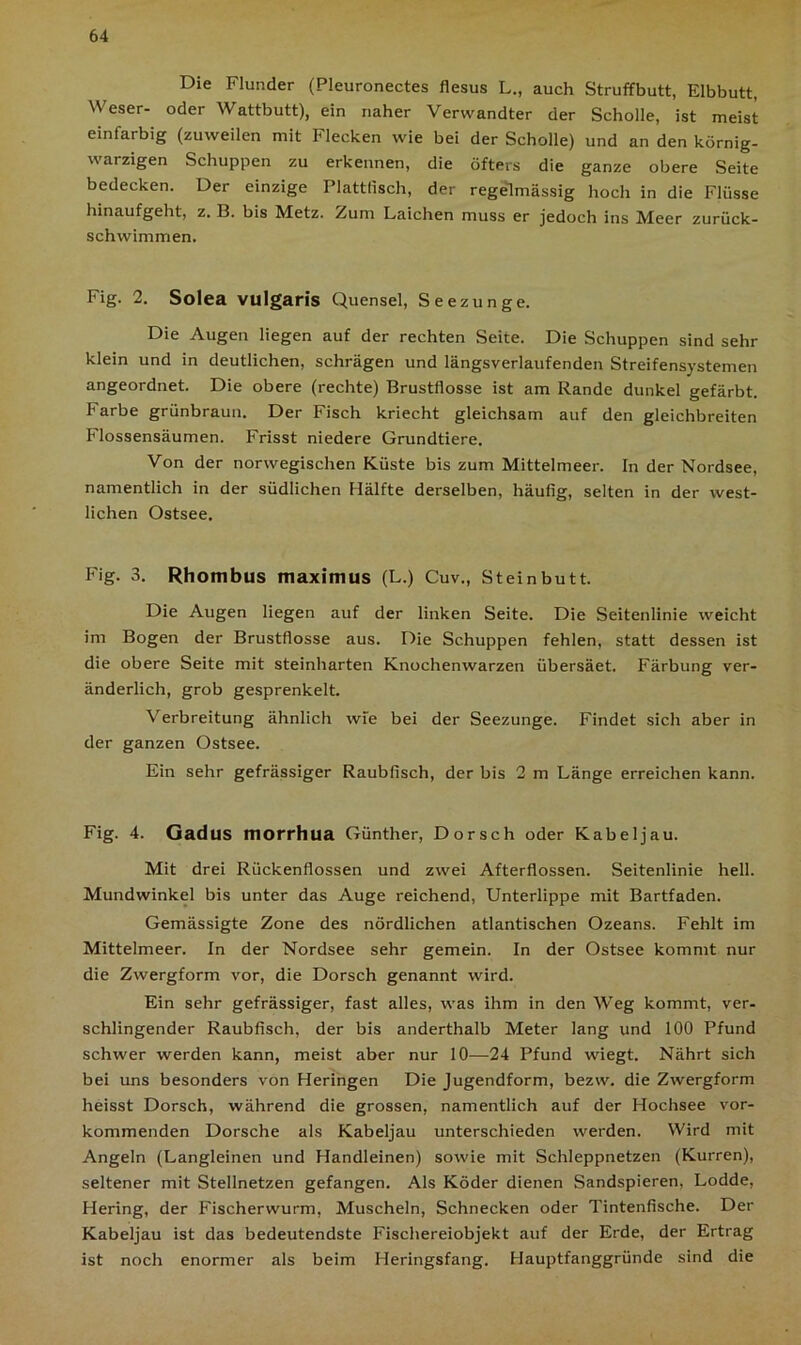 Die Flunder (Pleuronectes flesus L., auch Struffbutt, Elbbutt, Weser- oder Wattbutt), ein naher Verwandter der Scholle, ist meist einfarbig (zuweilen mit Flecken wie bei der Scholle) und an den körnig- warzigen Schuppen zu erkennen, die öfters die ganze obere Seite bedecken. Der einzige Plattlisch, der regelmässig hoch in die Flüsse hinaufgeht, z. B. bis Metz. Zum Laichen muss er jedoch ins Meer zurück- schwimmen. Fig. 2. Solea vulgaris Quensel, Seezunge. Die Augen liegen auf der rechten Seite. Die Schuppen sind sehr klein und in deutlichen, schrägen und längsverlaufenden Streifensystemen angeordnet. Die obere (rechte) Brustflosse ist am Rande dunkel gefärbt, barbe grünbraun. Der Fisch kriecht gleichsam auf den gleichbreiten Flossensäumen. Frisst niedere Grundtiere. Von der norwegischen Küste bis zum Mittelmeer. In der Nordsee, namentlich in der südlichen Hälfte derselben, häufig, selten in der west- lichen Ostsee. Fig. 3. Rhombus maximus (L.) Cuv., Steinbutt. Die Augen liegen auf der linken Seite. Die Seitenlinie weicht im Bogen der Brustflosse aus. Die Schuppen fehlen, statt dessen ist die obere Seite mit steinharten Knochenwarzen übersäet. Färbung ver- änderlich, grob gesprenkelt. Verbreitung ähnlich wfe bei der Seezunge. Findet sich aber in der ganzen Ostsee. Ein sehr gefrässiger Raubfisch, der bis 2 m Länge erreichen kann. Fig. 4. Gadus morrhua Günther, Dorsch oder Kabeljau. Mit drei Rückenflossen und zwei Afterflossen. Seitenlinie hell. Mundwinkel bis unter das Auge reichend, Unterlippe mit Bartfaden. Gemässigte Zone des nördlichen atlantischen Ozeans. Fehlt im Mittelmeer. In der Nordsee sehr gemein. In der Ostsee kommt nur die Zwergform vor, die Dorsch genannt wird. Ein sehr gefrässiger, fast alles, was ihm in den Weg kommt, ver- schlingender Raubfisch, der bis anderthalb Meter lang und 100 Pfund schwer werden kann, meist aber nur 10—24 Pfund wiegt. Nährt sich bei uns besonders von Heringen Die Jugendform, bezw. die Zwergform heisst Dorsch, während die grossen, namentlich auf der Hochsee vor- kommenden Dorsche als Kabeljau unterschieden werden. Wird mit Angeln (Langleinen und Handleinen) sowie mit Schleppnetzen (Kurren), seltener mit Stellnetzen gefangen. Als Köder dienen Sandspieren, Lodde, Hering, der Fischerwurm, Muscheln, Schnecken oder Tintenfische. Der Kabeljau ist das bedeutendste Fischereiobjekt auf der Erde, der Ertrag ist noch enormer als beim Heringsfang. Hauptfanggründe sind die