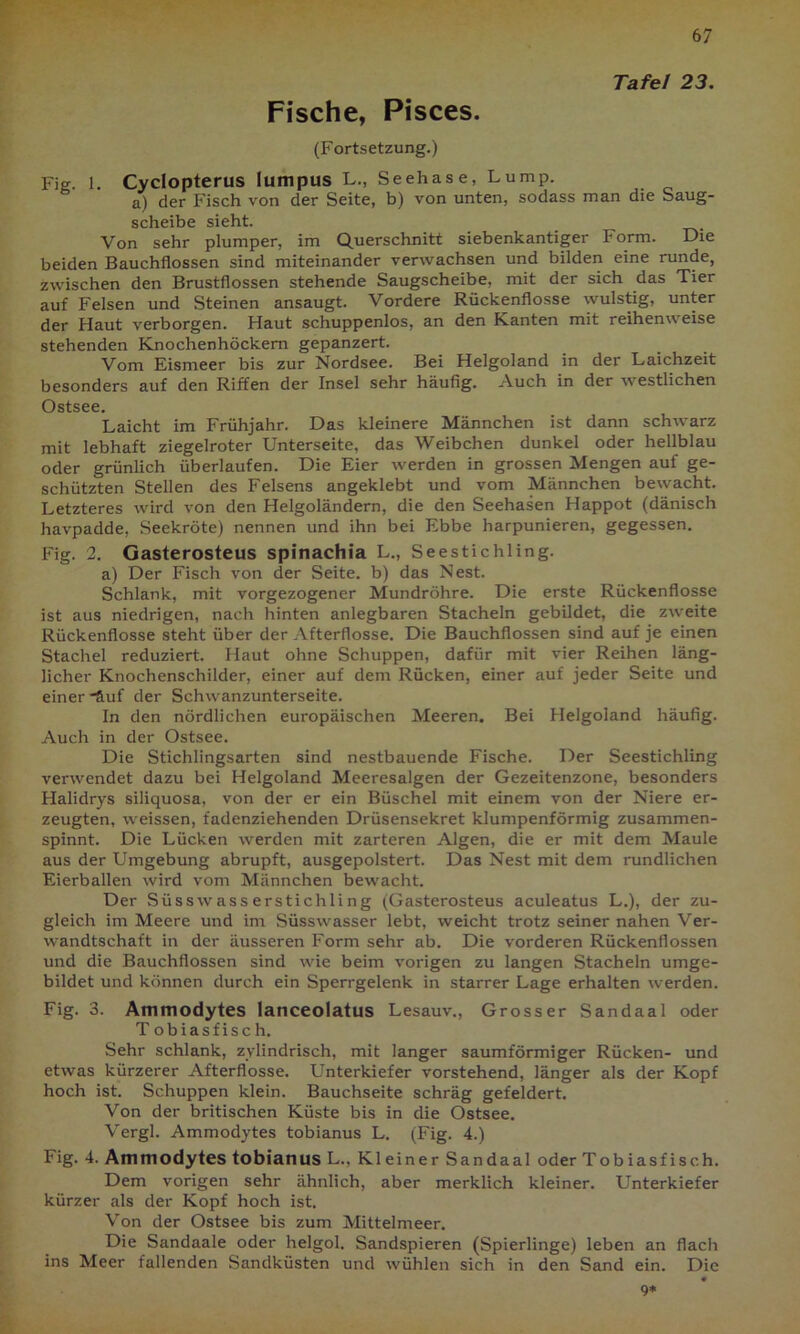 Tafel 23. Fische, Pisces. (Fortsetzung.) Fig. 1. Cyclopterus Iumpus L., Seehase, Lump. a) der Fisch von der Seite, b) von unten, sodass man die Saug- scheibe sieht. Von sehr plumper, im Querschnitt siebenkantiger Form. Die beiden Bauchflossen sind miteinander verwachsen und bilden eine runde, zwischen den Brustflossen stehende Saugscheibe, mit der sich das Tier auf Felsen und Steinen ansaugt. Vordere Rückenflosse wulstig, unter der Haut verborgen. Haut schuppenlos, an den Kanten mit reihenw eise stehenden Knochenhöckem gepanzert. Vom Eismeer bis zur Nordsee. Bei Helgoland in der Laichzeit besonders auf den Riffen der Insel sehr häufig. Auch in der westlichen Ostsee. Laicht im Frühjahr. Das kleinere Männchen ist dann schwarz mit lebhaft ziegelroter Unterseite, das Weibchen dunkel oder hellblau oder grünlich überlaufen. Die Eier werden in grossen Mengen auf ge- schützten Stellen des Felsens angeklebt und vom Männchen bewacht. Letzteres wird von den Helgoländern, die den Seehasen Happot (dänisch havpadde, Seekröte) nennen und ihn bei Ebbe harpunieren, gegessen. Fig. 2. Gasterosteus spinachia L., Seestichling. a) Der Fisch von der Seite, b) das Nest. Schlank, mit vorgezogener Mundröhre. Die erste Rückenflosse ist aus niedrigen, nach hinten anlegbaren Stacheln gebildet, die zweite Rückenflosse steht über der Afterflosse. Die Bauchflossen sind auf je einen Stachel reduziert. Haut ohne Schuppen, dafür mit vier Reihen läng- licher Knochenschilder, einer auf dem Rücken, einer auf jeder Seite und einer *Suf der Schwanzunterseite. In den nördlichen europäischen Meeren. Bei Helgoland häufig. Auch in der Ostsee. Die Stichlingsarten sind nestbauende Fische. Der Seestichling verwendet dazu bei Helgoland Meeresalgen der Gezeitenzone, besonders Halidrys siliquosa, von der er ein Büschel mit einem von der Niere er- zeugten, weissen, fadenziehenden Drüsensekret klumpenförmig zusammen- spinnt. Die Lücken werden mit zarteren Algen, die er mit dem Maule aus der Umgebung abrupft, ausgepolstert. Das Nest mit dem rundlichen Eierballen wird vom Männchen bewacht. Der Süsswasserstichling (Gasterosteus aculeatus L.), der zu- gleich im Meere und im Süsswasser lebt, weicht trotz seiner nahen Ver- wandtschaft in der äusseren Form sehr ab. Die vorderen Rückenflossen und die Bauchflossen sind wie beim vorigen zu langen Stacheln umge- bildet und können durch ein Sperrgelenk in starrer Lage erhalten werden. Fig. 3. Ammodytes Ianceolatus Lesauv., Grosser Sandaal oder T obiasfisch. Sehr schlank, zylindrisch, mit langer saumförmiger Rücken- und etwas kürzerer Afterflosse. Unterkiefer vorstehend, länger als der Kopf hoch ist. Schuppen klein. Bauchseite schräg gefeldert. Von der britischen Küste bis in die Ostsee. Vergl. Ammodytes tobianus L. (Fig. 4.) Fig. 4. Ammodytes tobianus L.. Kleiner Sandaal oder Tobiasfisch. Dem vorigen sehr ähnlich, aber merklich kleiner. Unterkiefer kürzer als der Kopf hoch ist. Von der Ostsee bis zum Mittelmeer. Die Sandaale oder helgol. Sandspieren (Spierlinge) leben an flach ins Meer fallenden Sandküsten und wühlen sich in den Sand ein. Die 9*
