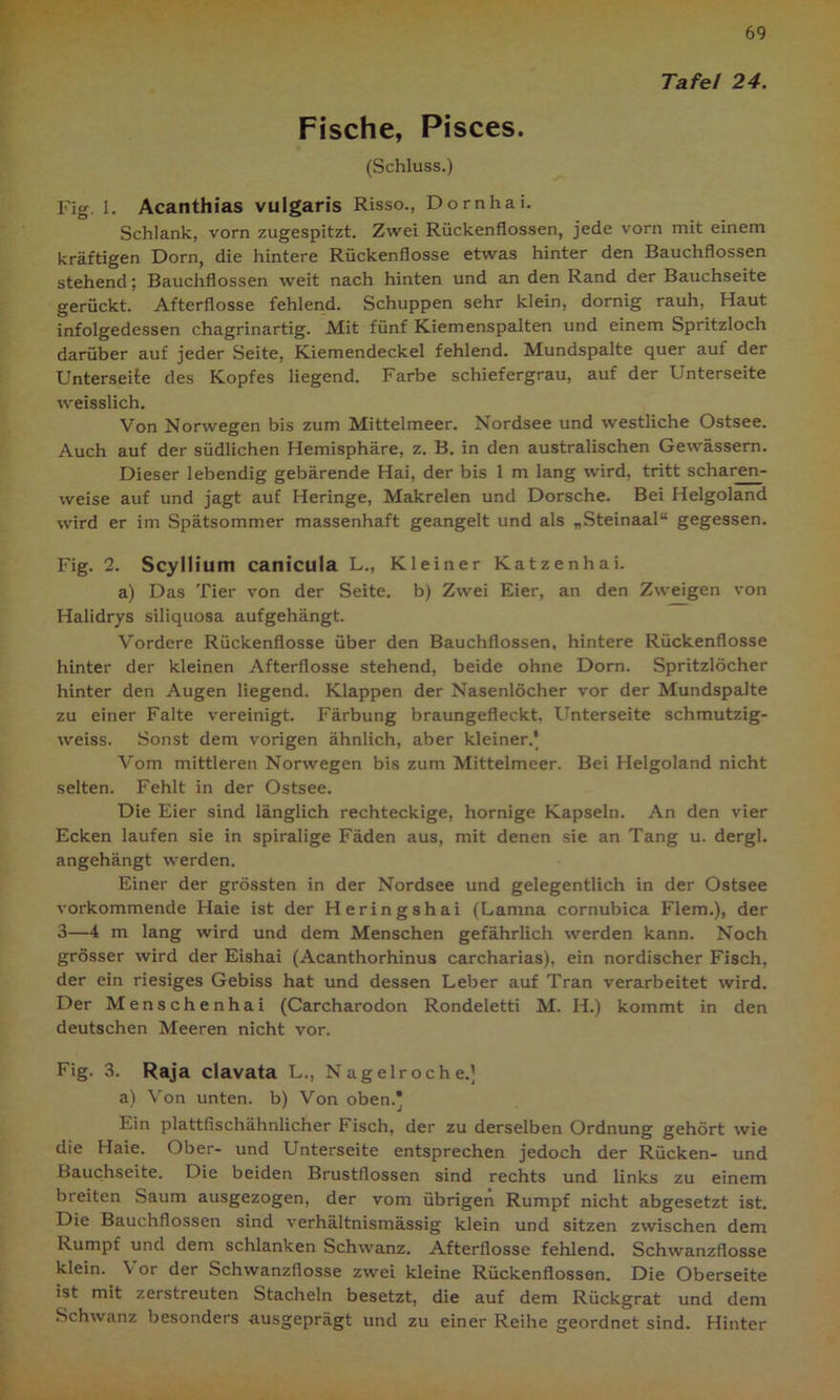 Tafel 24. Fische, Pisces. (Schluss.) Fig. 1. Acanthias vulgaris Risso., Dornhai. Schlank, vorn zugespitzt. Zwei Rückenflossen, jede vorn mit einem kräftigen Dorn, die hintere Rückenflosse etwas hinter den Bauchflossen stehend; Bauchflossen weit nach hinten und an den Rand der Bauchseite gerückt. Afterflosse fehlend. Schuppen sehr klein, dornig rauh, Haut infolgedessen chagrinartig. Mit fünf Kiemenspalten und einem Spritzloch darüber auf jeder Seite, Kiemendeckel fehlend. Mundspalte quer auf der Unterseite des Kopfes liegend. Farbe schiefergrau, auf der Lnterseite weisslich. Von Norwegen bis zum Mittelmeer. Nordsee und westliche Ostsee. Auch auf der südlichen Hemisphäre, z. B. in den australischen Gewässern. Dieser lebendig gebärende Hai, der bis 1 m lang wird, tritt scharen- weise auf und jagt auf Heringe, Makrelen und Dorsche. Bei Helgoland wird er im Spätsommer massenhaft geangelt und als „Steinaal“ gegessen. Fig. 2. Scyllium canicula L., Kleiner Katzenhai. a) Das Tier von der Seite, b) Zwei Eier, an den Zweigen von Halidrys siliquosa aufgehängt. Vordere Rückenflosse über den Bauchflossen, hintere Rückenflosse hinter der kleinen Afterflosse stehend, beide ohne Dorn. Spritzlöcher hinter den Augen liegend. Klappen der Nasenlöcher vor der Mundspalte zu einer Falte vereinigt. Färbung braungefleckt, Unterseite schmutzig- weiss. Sonst dem vorigen ähnlich, aber kleiner/ Vom mittleren Norwegen bis zum Mittelmeer. Bei Helgoland nicht selten. Fehlt in der Ostsee. Die Eier sind länglich rechteckige, hornige Kapseln. An den vier Ecken laufen sie in spiralige Fäden aus, mit denen sie an Tang u. dergl. angehängt werden. Einer der grössten in der Nordsee und gelegentlich in der Ostsee vorkommende Haie ist der Heringshai (Lamna cornubica Flem.), der 3—4 m lang wird und dem Menschen gefährlich werden kann. Noch grösser wird der Eishai (Acanthorhinus carcharias), ein nordischer Fisch, der ein riesiges Gebiss hat und dessen Leber auf Tran verarbeitet wird. Der Menschenhai (Carcharodon Rondeletti M. H.) kommt in den deutschen Meeren nicht vor. Fig. 3. Raja clavata L., Nagelroch e.) a) Von unten, b) Von oben.’ Ein plattfischähnlicher Fisch, der zu derselben Ordnung gehört wie die Haie. Ober- und Unterseite entsprechen jedoch der Rücken- und Bauchseite. Die beiden Brustflossen sind rechts und links zu einem breiten Saum ausgezogen, der vom übrigen Rumpf nicht abgesetzt ist. Die Bauchflossen sind verhältnismässig klein und sitzen zwischen dem Rumpf und dem schlanken Schwanz. Afterflosse fehlend. Schwanzflosse klein. Y or der Schwanzflosse zwei kleine Rückenflossen. Die Oberseite ist mit zerstreuten Stacheln besetzt, die auf dem Rückgrat und dem Schwanz besonders ausgeprägt und zu einer Reihe geordnet sind. Hinter