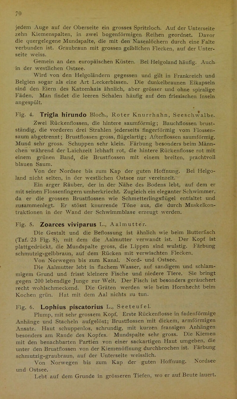 jedem Auge auf der Oberseite ein grosses Spritzloch. Auf der Unterseite zehn Kiemenspalten, in zwei bogenförmigen Reihen geordnet. Davor die quergelegene Mundspalte, die mit den Nasenlöchern durch eine Falte verbunden ist. Graubraun mit grossen gelblichen Flecken, auf der Unter- seite weiss. Gemein an den europäischen Küsten. Bei Helgoland häufig. Auch in der westlichen Ostsee. Wird von den Helgoländern gegessen und gilt in Frankreich und Belgien sogar als eine Art Leckerbissen. Die dunkelbraunen Eikapseln sind den Eiern des Katzenhais ähnlich, aber grösser und ohne spiralige Fäden. Man findet die leeren Schalen häufig auf den friesischen Inseln angespült. Fig. 4. Trigla hirundo Bloch., Roter Knurrhahn, Seeschwalbe. Zwei Rückenflossen, die hintere saumförmig; Bauchflossen brust- ständig, die vorderen drei Strahlen jederseits fingerförmig vom Flossen- saum abgetrennt; Brustflossen gross, flügelartig; Afterflossen saumförmig. Mund sehr gross. Schuppen sehr klein. Färbung besonders beim Männ- chen während der Laichzeit lebhaft rot, die hintere Rückenflosse rot mit einem grünen Band, die Brustflossen mit einem breiten, prachtvoll blauen Saum. Von der Nordsee bis zum Kap der guten Hoffnung. Bei Helgo- land nicht selten, in der westlichen Ostsee nur vereinzelt. Ein arger Räuber, der in der Nähe des Bodens lebt, auf dem er mit seinen Flossenfingern umherkriecht. Zugleich ein eleganter Schwimmer, da er die grossen Brustflossen wie Schmetterlingsflügel entfaltet und zusammenlegt. Er stösst knurrende Töne aus, die durch Muskelkon- traktionen in der Wand der Schwimmblase erzeugt werden. Fig. 5. Zoarces viviparus L., Aalmutter. Die Gestalt und die Beflossung ist ähnlich wie beim Butterfisch (Taf. 23 Fig. 8), mit dem die Aalmutter verwandt ist. Der Kopf ist plattgedrückt, die Mundspalte gross, die Lippen sind wulstig. Färbung schmutzig-gelbbraun, auf dem Rücken mit verwischten Flecken. Von Norwegen bis zum Kanal. Nord- und Ostsee. Die Aalmutter lebt in flachem Wasser, auf sandigem und schlam- migem Grund und frisst kleinere Fische und niedere Tiere. Sie bringt gegen 200 lebendige Junge zur Welt. Der Fisch ist besonders geräuchert recht wohlschmeckend. Die Gräten werden wie beim Hornhecht beim Kochen grün. Hat mit dem Aal nichts zu tun. Fig. 6. Lophius piscatorius L., Seeteufel. Plump, mit sehr grossem Kopf. Erste Rückenflosse in fadenförmige Anhänge und Stacheln aufgelöst; Brustflossen mit dickem, armförmigen Ansatz. Haut schuppenlos, schrundig, mit kurzen fransigen Anhängen besonders am Rande des Kopfes. Mundspalte sehr gross. Die Kiemen mit den benachbarten Partien von einer sackartigen Haut umgeben, die unter den Brustflossen von der Kiemenöffnung durchbrochen ist. Färbung schmutzig-graubraun, auf der Unterseite weisslich. Von Norwegen bis zum Kap der guten Hoffnung. Nordsee und Ostsee. Lebt auf dem Grunde in grösseren Tiefen, wo er auf Beute lauert.