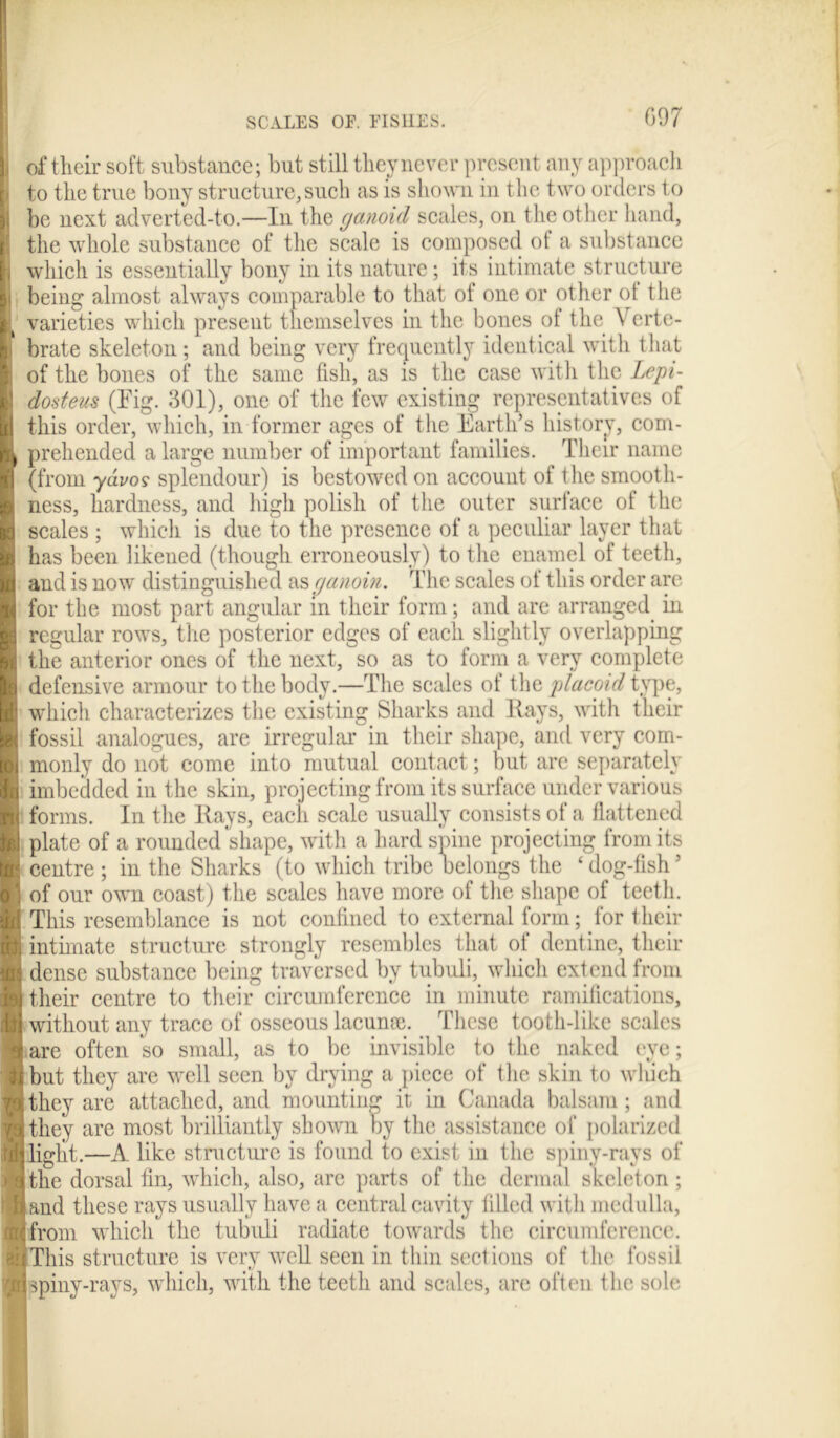 of their soft substance; but still they never present any approach to the true bony structure,such as is shown in the two orders to be next adverted-to.—In the ganoid scales, on the other hand, fl the whole substance of the scale is composed of a substance I; which is essentially bony in its nature; its intimate structure li being almost always comparable to that of one or other ot the | varieties which present themselves in the bones ot the \ crte- i brate skeleton; and being very frequently identical with that | of the bones of the same fish, as is the case with the Lepi- B dosteus (Fig. 301), one of the few existing representatives of I this order, which, in former ages of the Earth’s history, com- |L prehended a large number of important families. Their name I (from ydvos splendour) is bestowed on account of the smooth- H ness, hardness, and high polish of the outer surface of the I scales ; which is due to the presence of a peculiar layer that | has been likened (though erroneously) to the enamel of teeth, p and is now distinguished as ganoin. The scales of this order are I for the most part angular in their form; and are arranged in I regular rows, the posterior edges of each slightly overlapping I the anterior ones of the next, so as to form a very complete B defensive armour to the body.—The scales of the placoid type, ■ which characterizes the existing Sharks and liays, with their B fossil analogues, are irregular in their shape, and very com- E monly do not come into mutual contact; but arc separately ■ imbedded in the skin, projecting from its surface under various | forms. In the Hays, each scale usually consists of a flattened fej plate of a rounded shape, with a hard spine projecting from its I centre ; in the Sharks (to which tribe belongs the ‘ dog-fish ’ o : of our owm coast) the scales have more of the shape of teeth. Id This resemblance is not confined to external form; for their ■ intimate structure strongly resembles that of dentine, their & dense substance being traversed by tubuli, which extend from ■ their centre to their circumference in minute ramifications, H without any trace of osseous lacume. These tooth-like scales Sare often so small, as to be invisible to the naked eye; ■ but they are well seen by drying a piece of the skin to which wthey are attached, and mounting it in Canada balsam; and to they are most brilliantly shown by the assistance of polarized ■light.—A like structure is found to exist in the spiny-rays of da the dorsal fin, which, also, are parts of the dermal skeleton ; Hand these rays usually have a central cavity filled with medulla, tajfrom which the tubidi radiate towards the circumference, pi This structure is very well seen in thin sect ions of the fossil ||spiny-rays, which, with the teeth and scales, are often the sole