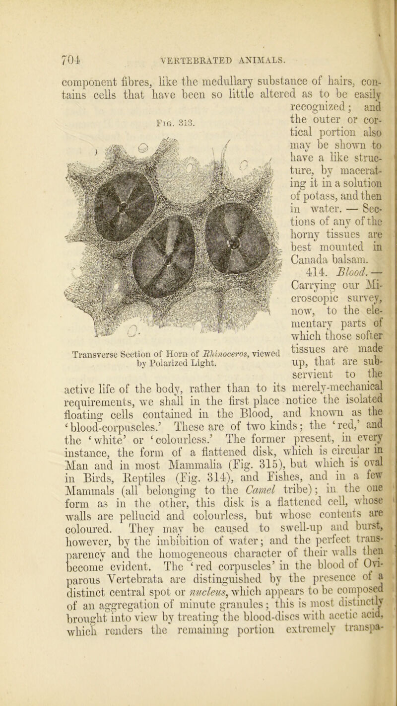component fibres, like the medullary substance of hairs, con- tains cells that have been so little altered as to be easily recognized; and the outer or cor- tical portion also may be shown to have a like struc- ture, by macerat- ing it in a solution of potass, and then in water. — Sec- tions of any of the horny tissues are best mounted in Canada balsam. 414. Blood. — Carrying our Mi- croscopic survey, now, to the ele- mentary parts of which those softer Transverse Section of Horn of Rhinoceros, viewed tissues aiC made by Polarized Light. up, that are sub- servient to the active life of the body, rather than to its merely-mechanical requirements, we shall in the first place notice the isolated floating cells contained in the Blood, and known as the c blood-corpuscles/ These are of two kinds; the ‘ red, and the ‘white’ or ‘colourless.’ The former present, in every instance, the form of a flattened disk, which is circular in Man and in most Mammalia (Big. 315), but which is oval in Birds, Reptiles (Big. 314), and Bislies, and in a few Mammals (all belonging to the Camel tribe); in the one form as in the other, this disk is a flattened cell, whose walls are pellucid and colourless, but whose contents are coloured. They may be caused to swell-up and burst, however, by the imbibition of water; and the perfect trans- parency and the homogeneous character of their walls then become evident. The ‘red corpuscles’in the blood of Ovi- parous Yertebrata are distinguished by the presence ot a distinct central spot or nucleus, which appears to be composed of an aggregation of minute granules; this is most distinctlv brought into view by treating the blood-discs with acetic acid, which renders the remaining portion extremely transpa-