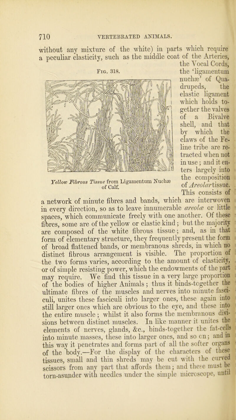 without any mixture of the white) in parts which require a peculiar elasticity, such as the middle coat of the Arteries, the Yocal Cords, the ‘ligamentum nuchse’ of Qua- drupeds, the elastic ligament which holds to- gether the valves of a Bivalve shell, and that by which the claws of the Fe- line tribe are re- tracted when not in use; and it en- ters largely into the composition of Areolar tissue. This consists of a network of minute fibres and bands, which are interwoven in every direction, so as to leave innumerable areola or little spaces, which communicate freely with one another. Of these fibres, some are of the yellow or elastic kind ; but the majority are composed of the white fibrous tissue; and, as in that form of elementary structure, they frequently present the form of broad flattened bands, or membranous shreds, in which no distinct fibrous arrangement is visible. The proportion of the two forms varies, according to the amount of elasticity, or of simple resisting power, which the endowments of the paid may require. We find this tissue in a very large proportion of the bodies of higher Animals; thus it binds-together the ultimate fibres of the muscles and nerves into minute fasci- culi, unites these fasciculi into larger ones, these again into still larger ones which are obvious to the eye, and these into the entire muscle; whilst it also forms the membranous divi- sions between distinct muscles. In like manner it unites the j elements of nerves, glands, &c., binds-together the fat-cells into minute masses, these into larger ones, and so on; and m this way it penetrates and forms part of all the softer organs of the body.—For the display of the characters of these tissues, small and thin shreds may be cut with the curved scissors from any part that affords them; and these must be torn-asunder with needles under the simple microscope, until Fig. 318. Yellow Fibrous Tissue from Ligamentum Nucli* of Calf.