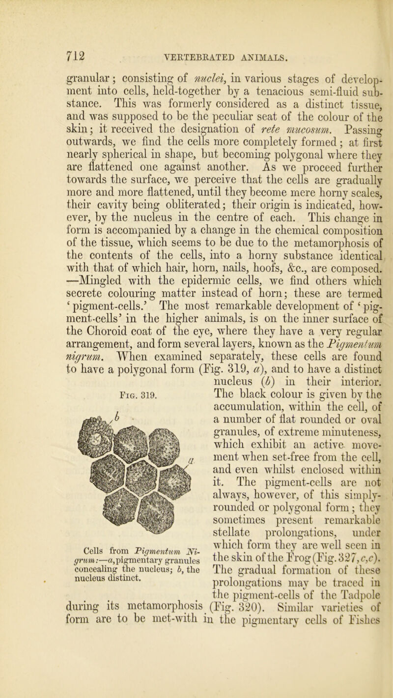 granular; consisting of nuclei, in various stages of develop- ment into cells, held-together by a tenacious semi-fluid sub- stance. This was formerly considered as a distinct tissue, and was supposed to be the peculiar seat of the colour of the skin; it received the designation of rete mucosum. Passing outwards, we find the cells more completely formed; at first nearly spherical in shape, but becoming polygonal where they are flattened one against another. As we proceed further towards the surface, we perceive that the cells are gradually more and more flattened, until they become mere horny scales, their cavity being obliterated; their origin is indicated, how- ever, by the nucleus in the centre of each. This change in form is accompanied by a change in the chemical composition of the tissue, which seems to be due to the metamorphosis of the contents of the cells, into a horny substance identical with that of which hair, horn, nails, hoofs, &c., are composed. —Mingled with the epidermic cells, we find others which secrete colouring matter instead of horn; these are termed ‘ pigment-cells.’ The most remarkable development of ‘ pig- ment-cells’ in the higher animals, is on the inner surface of the Choroid coat of the eye, where they have a very regular arrangement, and form several layers, known as the Pigmentum nigrum. When examined separately, these cells are found to have a polygonal form (Pig. 319, a), and to have a distinct nucleus (b) in their interior. The black colour is given by the accumulation, within the cell, of a number of flat rounded or oval granules, of extreme minuteness, which exhibit an active move- ment when set-free from the cell, and even whilst enclosed within it. The pigment-cells are not always, however, of this simply- rounded or polygonal form ; they sometimes present remarkable stellate prolongations, under which form they are well seen in the skin of the Prog (Pig. 327, c,c). The gradual formation of these prolongations may be traced in the pigment-cells of the Tadpole during its metamorphosis (Pig. 320). Similar varieties of form are to be met-with in the pigmentary cells of Pishes Fig. 319. Cells from Pigmentum Ni- grum:—a, pigmentary granules concealing the nucleus; b, the nucleus distinct.
