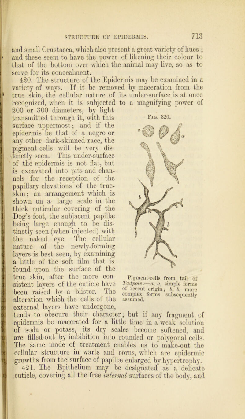 ■WMM Fig. 320. 4 and small Crustacea, which also present a great variety of hues ; and these seem to have the power of likening their colour to that of the bottom over which the animal may live, so as to serve for its concealment. 420. The structure of the Epidermis may be examined in a variety of ways. If it be removed by maceration from the true skin, the cellular nature of its under-surface is at once recognized, when it is subjected to a magnifying power of 200 or 300 diameters, by light transmitted through it, with this surface uppermost; and if the epidermis be that of a negro or any other dark-skinned race, the pigment-cells will be very dis- tinctly seen. This under-surface of the epidermis is not hat, but is excavated into pits and chan- nels for the reception of the papillary elevations of the true- skin; an arrangement which is shown on a large scale in the thick cuticular covering of the Dog’s foot, the subjacent papillae being large enough to be dis- tinctly seen (when injected) with the naked eye. The cellular nature of the newTy-forming layers is best seen, by examining a little of the soft film that is found upon the surface of the true skin, after the more con- sistent layers of the cuticle have been raised by a blister. The alteration which the cells of the external layers have undergone, tends to obscure their character; but if any fragment of epidermis be macerated for a little time in a weak solution of soda or potass, its dry scales become softened, and are filled-out by imbibition into rounded or polygonal cells. The same mode of treatment enables us to make-out the cellular structure in wrarts and corns, which are epidermic growths from the surface of papilke enlarged by hypertrophy. 421. The Epithelium may be designated as a delicate cuticle, covering all the free internal surfaces of the body, and Pigment-cells from tail of Tadpole:—a, a, simple forms of recent origin; b, b, more complex forms subsequently assumed.