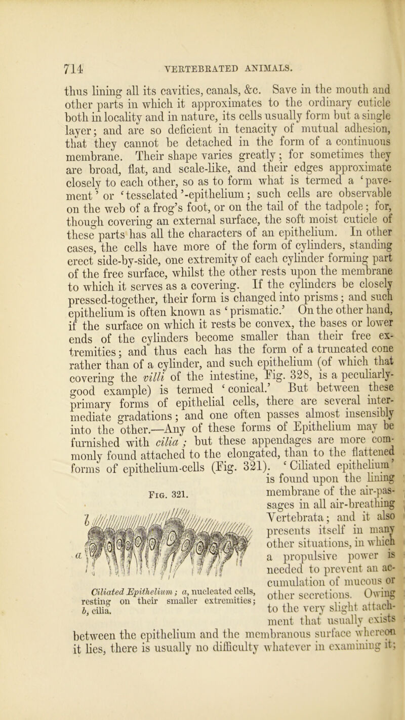 thus lining all its cavities, canals, &c. Save in the mouth and other parts in which it approximates to the ordinary cuticle both in locality and in nature, its cells usually form but a single layer; and are so deficient in tenacity of mutual adhesion, that they cannot be detached in the form of a continuous membrane. Their shape varies greatly; for sometimes they are broad, flat, and scale-like, and their edges approximate closely to each other, so as to form what is termed a ‘ pave- ment’or ‘tesselated’-epithelium; such cells are observable on the web of a frog’s foot, or on the tail of the tadpole; for, though covering an external surface, the soft moist cuticle of these parts has all the characters of an epithelium. In other cases, the cells have more of the form of cylinders, standing erect side-by-side, one extremity of each cylinder forming part of the free surface, whilst the other rests upon the membrane to which it serves as a covering. If the cylinders be closely pressed-together, their form is changed into prisms; and such epithelium is often known as ‘ prismatic.’ On the other hand, if the surface on which it rests be convex, the bases or lower ends of the cylinders become smaller than their tree ex- tremities ; and thus each has the form of a truncated cone rather than of a cylinder, and such epithelium (of which that covering the villi of the intestine, lig. 32S, is a peculiaily- good example) is termed ‘ conical. But betv een these primary forms of epithelial cells, there are several inter- mediate gradations; and one often passes almost insensibly into the other.—Any of these forms of Epithelium may be furnished with cilia ; but these appendages are more conn monly found attached to the elongated, than to the flattened forms of epithelium-cells (Eig. 321). 1 Ciliated epithelium is found upon the lining YiG. 321. membrane of the air-pas- sages in all air-breathing Yertebrata; and it also presents itself in many other situations, in which a propulsive power is needed to prevent an ac- cumulation of mucous or other secretions. Owing to the very slight attach- ment that usually exists between the epithelium and the membranous surface whereon it lies, there is usually no difficulty whatever in examining it;