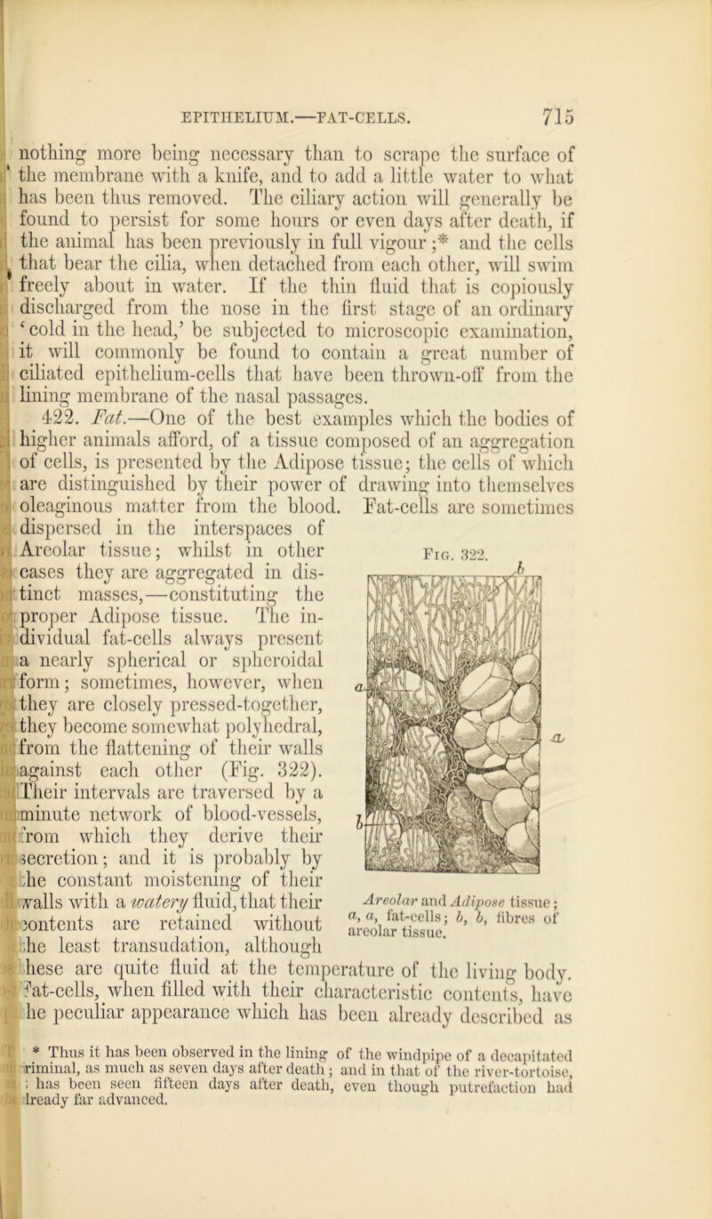 Fig. 322. nothing more being necessary than to scrape the surface of if the membrane with a knife, and to add a little water to what has been thus removed. The ciliary action will generally be found to persist for some hours or even days after death, if the animal has been previously in full vigour •* and the cells k that bear the cilia, when detached from each other, will swim freely about in water. If the thin fluid that is copiously discharged from the nose in the first stage of an ordinary i * cold in the head,’ be subjected to microscopic examination, it will commonly be found to contain a great number of ; ciliated epithelium-cells that have been thrown-off from the q lining membrane of the nasal passages. 422. Fat.—One of the best examples which the bodies of J higher animals afford, of a tissue composed of an aggregation 1 of cells, is presented by the Adipose tissue; the cells of which ■ are distinguished by their power of drawing into themselves oleaginous matter from the blood. Fat-cells are sometimes ■ dispersed in the interspaces of > Areolar tissue; whilst in other ?i cases they arc aggregated in dis- )ii tinct masses,—constituting the i ■ proper Adipose tissue. The in- i dividual fat-cells always present ;! a nearly spherical or spheroidal it i form; sometimes, however, when lithey are closely pressed-together, !they become somewhat polyhedral, from the flattening of their walls hr against each other (Fig. 322). i Their intervals are traversed by a in minute network of blood-vessels, Torn which they derive their secretion; and it is probably by ;he constant moistening of their alls with a watery fluid, that their contents are retained without ;he least transudation, although liese are quite fluid at the temperature of the living body, fat-cells, when filled with their characteristic contents, have he peculiar appearance wliich has been already described as * Thus it has been observed in the lining of the windpipe of a decapitated riminal, as much as seven days after death; and in that of the river-tortoise, ; has been seen fifteen days after death, even though putrefaction had 'ready far advanced. Areolar and Adipose tissue; a, a, fat-cells; b, b, fibres of areolar tissue.