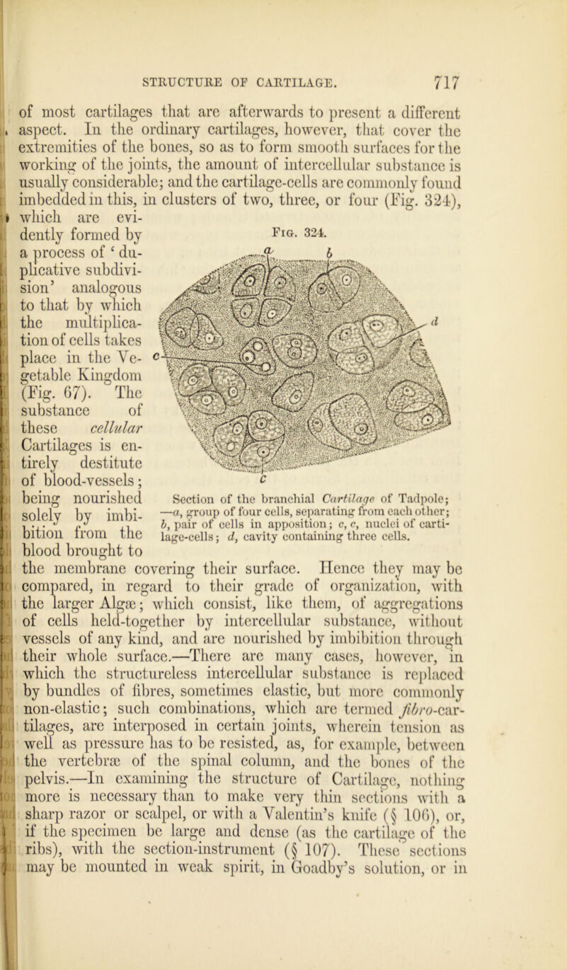 l I of most cartilages that are afterwards to present a different , aspect. In the ordinary cartilages, however, that cover the extremities of the bones, so as to form smooth surfaces for the working of the joints, the amount of intercellular substance is usually considerable; and the cartilage-cells are commonly found imbedded in this, in clusters of two, three, or four (Fig. 321), i which are evi- dently formed by Fig- 324- a process of £ du- plicative subdivi- sion’ analogous to that by which the multiplica- i tion of cells takes place in the Ve- getable Kingdom [ (Fig. 67). The substance of these cellular Cartilages is en- [i tirely destitute I of blood-vessels; being nourished Section of the branchial Cartilage of Tadpole; —a, group of four cells, separating from each other; 1, pair of cells in apposition; c, c, nuclei of carti- lage-cells ; d, cavity containing three cells. blood brought to solely by imbi- bition from the the membrane covering their surface. Hence they may be l compared, in regard to their grade of organization, with ) the larger Algai; which consist, like them, of aggregations of cells held-together by intercellular substance, without r vessels of any kind, and are nourished by imbibition through Id their whole surface.—There arc many cases, however, in which the structureless intercellular substance is replaced by bundles of fibres, sometimes elastic, but more commonly non-elastic; such combinations, which are termed Jibro-car- pi tilages, are interposed in certain joints, wherein tension as well as pressure has to be resisted, as, for example, between i ! the vertebrae of the spinal column, and the bones of the < pelvis.—In examining the structure of Cartilage, nothing more is necessary than to make very thin sections with a fe 1 sharp razor or scalpel, or with a Valentin’s knife (§ 106), or, | if the specimen be large and dense (as the cartilage of the j ribs), with the section-instrument (§ 107). These sections k may be mounted in weak spirit, in Goadby’s solution, or in