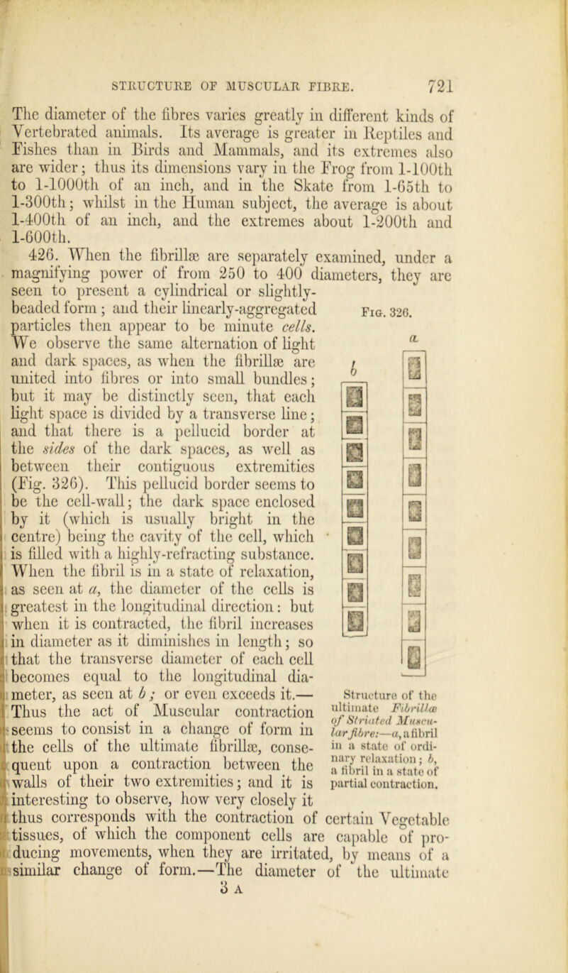 The diameter of the fibres varies greatly in different kinds of Vertebrated animals. Its average is greater in Reptiles and Fishes than in Birds and Mammals, and its extremes also are wider; thus its dimensions vary in the Frog from l-100th to l-1000th of an inch, and in the Skate from 1-G5th to l-300th; whilst in the Human subject, the average is about l-400th of an inch, and the extremes about l-200th and l-600th. Fig.326. (L h i i u a 426. When the fibrillse are separately examined, under a magnifying power of from 250 to 400 diameters, they are seen to present a cylindrical or slightly- beaded form ; and their linearly-aggregated particles then appear to be minute cells. We observe the same alternation of light and dark spaces, as when the fibrillaj are united into libres or into small bundles; but it may be distinctly seen, that each light space is divided by a transverse line; and that there is a pellucid border at the sides of the dark spaces, as well as between their contiguous extremities (Fig. 326). This pellucid border seems to be the cell-wall; the dark space enclosed by it (which is usually bright in the centre) being the cavity of the cell, which is filled with a highly-refracting substance. When the libril is in a state of relaxation, as seen at a, the diameter of the cells is greatest in the longitudinal direction: but when it is contracted, the fibril increases in diameter as it diminishes in length; so that the transverse diameter of each cell becomes equal to the longitudinal dia- meter, as seen at b; or even exceeds it.— Thus the act of Muscular contraction seems to consist in a change of form in the cells of the ultimate fibrillse, conse- quent upon a contraction between the walls of their two extremities; and it is interesting to observe, how very closely it thus corresponds with the contraction of certain Vegetable tissues, of which the component cells are capable of pro- ducing movements, when they are irritated, by means of a similar change of form.—The diameter of the ultimate 3 a I Structure of the ultimate Fibrillce of Striated XTkhcu- lar fibre:—a, a fibril in a state of ordi- nary relaxation; b, a fibril in a state of partial contraction.