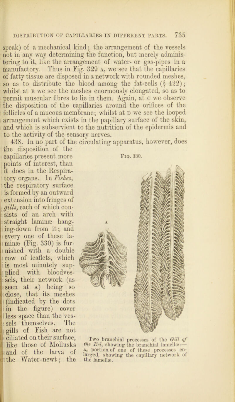 Fig. 330. speak) of a mechanical kind; the arrangement of the vessels not in any way determining the function, but merely adminis- tering to it, like the arrangement of water- or gas-pipes in a manufactory. Thus in Fig. 329 a, we see that the capillaries of fatty tissue are disposed in a network with rounded meshes, so as to distribute the blood among the fat-cells (§ 422); whilst at b we see the meshes enormously elongated, so as to permit muscular fibres to lie in them. Again, at c we observe the disposition of the capillaries around the orifices of the follicles of a mucous membrane; whilst at d we see the looped arrangement which exists in the papillary surface of the skin, and which is subservient to the nutrition of the epidermis and to the activity of the sensory nerves. 438. In no part of the circulating apparatus, however, does the disposition of the capillaries present more points of interest, than it does in the Respira- tory organs. In Fishes, the respiratory surface is formed by an outward extension into fringes of gills, each of which con- sists of an arch with straight laminae hang- a ing-down from it; and every one of these la- minae (Fig. 330) is fur- nished with a double row of leafiets, which is most minutely sup- plied with bloodves- sels, their network (as seen at a) being so close, that its meshes (indicated by the dots in the figure) cover less space than the ves- sels themselves. The gills of Fish are not ciliated on then SUlface, Two branchial processes of the Gill of like those of Mollusks ^ie Eel, showing the branchial lamella': Q„,q lnrvo nf A> Portion of one of these processes en- 01 / C V larged, showing the capillary network of the Water-newt; the the lamella).