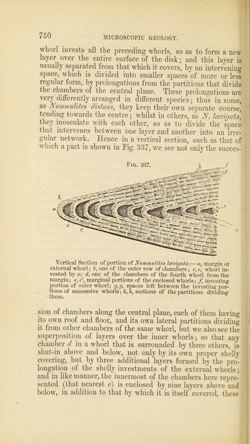 whorl invests all the preceding whorls, so as to form a new layer over the entire surface of the disk; and this layer is usually separated from that which it covers, bv an intervening space, which is divided into smaller spaces of more or less regular form, by prolongations from the partitions that divide the chambers of the central plane. These prolongations are very differently arranged in different species; thus in some, as Numvnulites clistans, they keep their own separate course, tending towards the centre; whilst in others, as N. Icevigata, they inosculate with each other, so as to divide the space that intervenes between one layer and another into an irre- gular network. Hence in a vertical section, such as that of which a part is shown in Fig. 337, we see not only the sucees- Yertical Section of portion of Nummulites laevigata:—a, margin or external whorl; b, one of the outer row of chambers; c, c, whorl in- vested by a; d, one of the chambers of the fourth whorl from the margin; e, e', marginal portions of the enclosed whorls; f, investing portion of outer whorl; g,g, spaces left between the investing por- tions of successive whorls; h, h, sections of the partitions dividing these. sion of chambers along the central plane, each of them having its own roof and floor, and its own lateral partitions dividing it from other chambers of the same whorl, but we also see the superposition of layers over the inner whorls; so that any chamber d in a whorl that is surrounded by three others, is shut-in above and belowg not only by its own proper shelly covering, but by three additional layers formec by the pro- longation ol the shelly investments of the external whorls; and in like manner, the innermost of the chambers here repre- sented (that nearest e) is enclosed by nine layers above and below, in addition to that by which it is itself covered, these