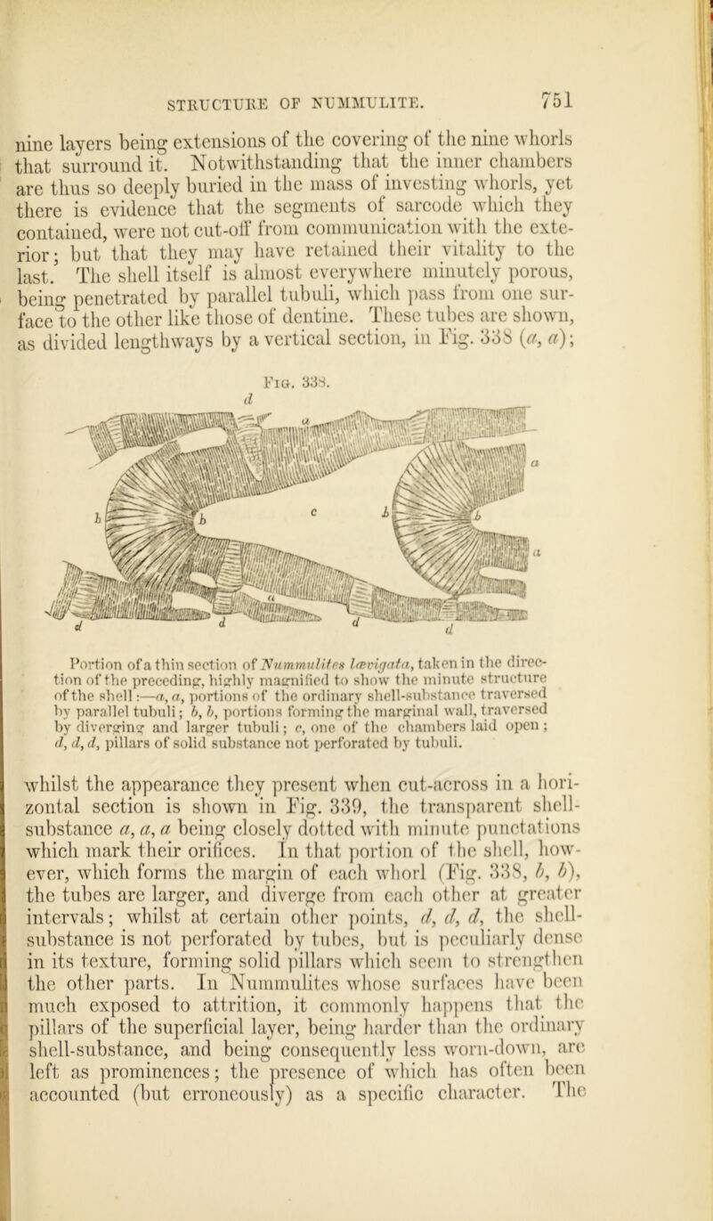 nine layers being extensions of the covering of the nine whorls that surround it. Notwithstanding that the inner chambers are thus so deeply buried in the mass of investing whorls, yet there is evidence that the segments of sarcode which they contained, were not cut-off from communication with the exte- rior; but that they may have retained their vitality to the last.’ The shell itself is almost everywhere minutely porous, being penetrated by parallel tubuli, which pass from one sur- face to the other like those of dentine. These tubes are shown, as divided lengthways by a vertical section, in Fig. 33S (a, a)-. Fig. 33s. d Portion ofa thin section of Nummulitas laevigata, taken in the direc- tion of the preceding1, highly magnified to show the minute structure of the shell:—a, a, portions of the ordinary shell-substance traversed by parallel tubuli; b, b, portions forming the marginal wall, traversed by diverging and larger tubuli; c, one of the chambers laid open ; d, d, d, pillars of solid substance not perforated by tubuli. whilst the appearance they present when cut-across in a hori- zontal section is shown in Fig. 339, the transparent shell- substance a, a, a being closely dotted with minute punctations which mark their orifices. In that portion of the shell, how- ever, which forms the margin of each whorl (Fig. 338, b, h), the tubes are larger, and diverge from each other at greater intervals; whilst at certain other points, d, d, d, the shell- substance is not perforated by tubes, but is peculiarly dense in its texture, forming solid pillars which seem to strengthen the other parts. In Nummulitcs whose surfaces have been much exposed to attrition, it commonly happens that the pillars of the superficial layer, being harder than the ordinary shell-substance, and being consequently less worn-down, art' left as prominences; the presence of which has often been accounted (but erroneously) as a specific character. The