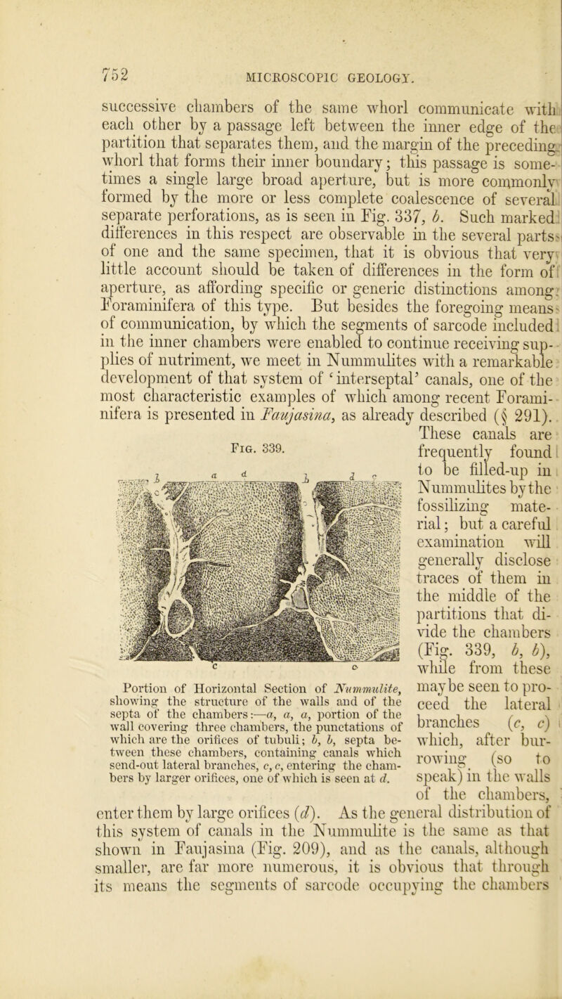 successive chambers of the same whorl communicate with each other by a passage left between the inner edge of the partition that separates them, and the margin of the preceding, whorl that forms their inner boundary; this passage is some- times a single large broad aperture, but is more commonly formed by the more or less complete coalescence of several separate perforations, as is seen in Kg. 337, b. Such marked differences in this respect are observable in the several parts' of one and the same specimen, tiiat it is obvious that very little account should be taken of differences in the form of aperture, as affording specific or generic distinctions among. Foraminifera of this type. But besides the foregoing means of communication, by which the segments of sarcode included in the inner chambers were enabled to continue receiving sup- plies of nutriment, we meet in Nummulites with a remarkable development of that system of ‘ inter septal’ canals, one of the most characteristic examples of which among recent Forami- nifera is presented in Faujasina, as already described (§ 291). These canals are frequently found examination will generally disclose traces of them in the middle of the partitions that di- vide the chambers (Fig. 339, b, b\ while from these maybe seen to pro- ceed the lateral branches (c, c) \ which, after bur- rowing (so to speak) in the walls of the chambers, enter them by large orifices (d). As the general distribution of this system of canals in the Nummulite is the same as that shown in Faujasina (Fig. 209), and as the canals, although smaller, are far more numerous, it is obvious that through its means the segments of sarcode occupying the chambers to be filled-up in Nummulites by the fossilizing mate- rial ; but a careful Fig. 339. C £> Portion of Horizontal Section of Nummulite, showing the structure of the walls and of the septa of the chambers:—a, a, a, portion of the wall covering three chambers, the punctations of which are the orifices of tubuli; b, b, septa be- tween these chambers, containing canals which send-out lateral branches, c, c, entering the cham- bers by larger orifices, one of which is seen at d.