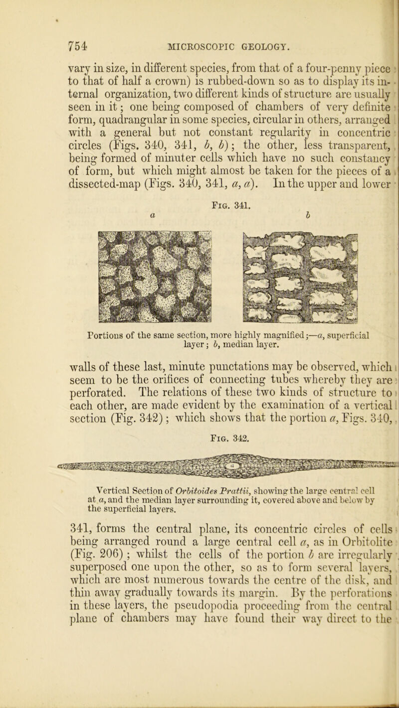 vary in size, in different species, from that of a four-penny piece to that of half a crown) is rubbed-down so as to display its in- ternal organization, two different kinds of structure are usually seen in it; one being composed of chambers of very definite form, quadrangular in some species, circular in others, arranged with a general but not constant regularity in concentric circles (Figs. 340, 341, b, b)\ the other, less transparent, being formed of minuter cells which have no such constancy of form, but which might almost be taken for the pieces of a dissected-map (Figs. 340, 341, a, a). In the upper and lower Fig. 341. a b Portions of the same section, more highly magnified;—a, superficial layer; b, median layer. walls of these last, minute punctations may be observed, which seem to be the orifices of connecting tubes whereby they are perforated. The relations of these two kinds of structure to each other, are made evident by the examination of a vertical section (Fig. 342); which showrs that the portion a, Figs. 340, Fig. 342. Vertical Section of Orbitoides Prattii, showing the large centre1, cell at a, and the median layer surrounding it, covered above and below by the superficial layers. 341, forms the central plane, its concentric circles of cells being arranged round a large central cell a, as in Orbitolite (Fig. 206); whilst the cells of the portion b are irregularly superposed one upon the other, so as to form several layers, which are most numerous towards the centre of the disk, and thin away gradually towards its margin. By the perforations in these layers, the pseudopodia proceeding from the central plane of chambers may have found their way direct to the