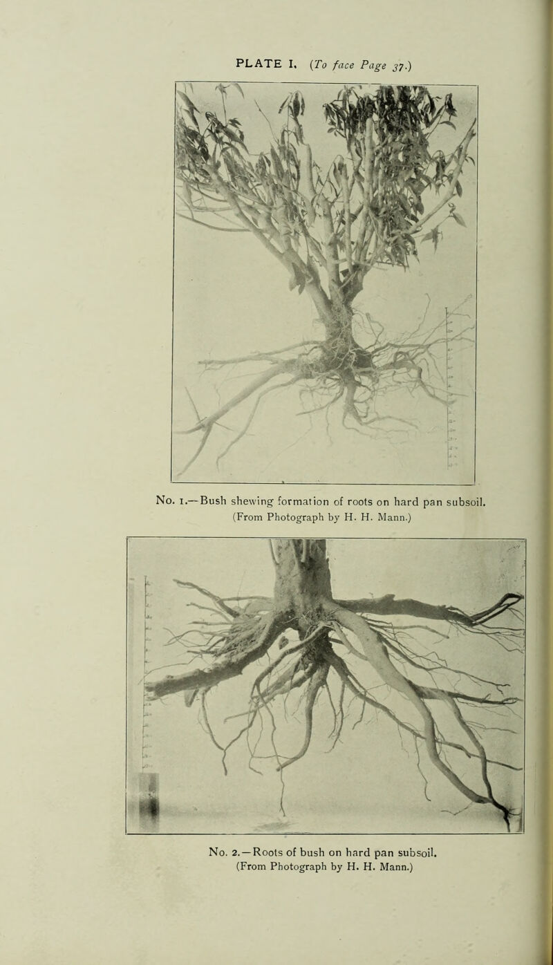 PLATE I, (To face Page 37.) No. 1.— Bush shewing formation of roots on hard pan subsoil. (From Photograph by H. H. Mann.) No. 2. —Roots of bush on hard pan subsoil. (From Photograph by H. H. Mann.)