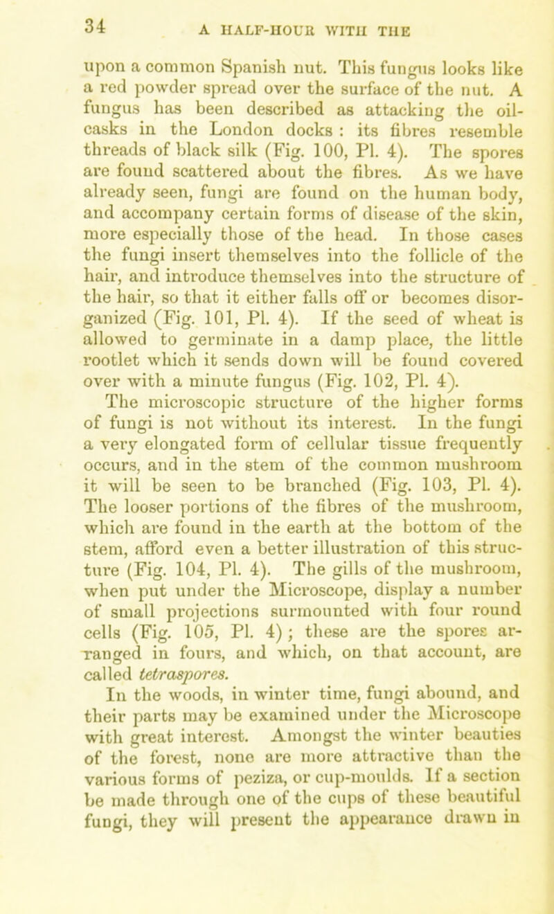 upon a common Spanish nut. This fungus looks like a red powder spread over the surface of the nut. A fungus has been described as attacking the oil- casks in the London docks : its fibres resemble threads of black silk (Fig. 100, PI. 4). The spores are found scattered about the fibres. As we have already seen, fungi are found on the human body, and accompany certain forms of disease of the skin, more especially those of the head. In those ca.ses the fungi insert themselves into the follicle of the hair, and introduce themselves into the structure of the hair, so that it either falls off or becomes disor- ganized (Fig. 101, PI. 4). If the seed of wheat is allowed to germinate in a damp place, the little rootlet which it sends down will be found covered over with a minute fungus (Fig. 102, PI. 4). The microscopic structure of the higher forms of fungi is not without its interest. In the fungi a very elongated form of cellular tissue frequently occurs, and in the stem of the common mushroom it will be seen to be branched (Fig. 103, PI. 4). The looser portions of the fibres of the mushroom, which are found in the earth at the bottom of the stem, afford even a better illustration of this struc- ture (Fig. 104, PI. 4). The gills of the mushroom, when put under the Microscope, display a number of small projections surmounted with four round cells (Fig. 105, PI. 4); these are the spores ar- Tanged in fours, and which, on that account, are called tetraspores. In the woods, in winter time, fungi abound, and their parts may be examined under the Microscope with great interest. Amongst the winter beauties of the foi'est, none are more attractive than the various forms of peziza, or cup-moulds. If a section be made through one of the cups of these beautiful fungi, they will present the ai)pearance drawn in