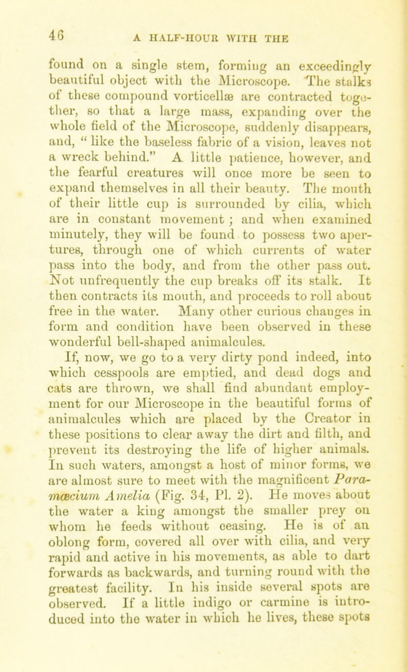 found on a single stem, forming an exceedingly beautiful object with the Microscope. The stalks of these compound vorticellae are contracted toge- ther, so that a large ma.ss, expanding over the whole field of the Microscope, suddenly di.sappears, and, “ like the baseless fabric of a vision, leaves not a wreck behind.” A little ])atience, however, and the fearful creatures will once more be seen to expand themselves in all their beauty. The mouth of their little cup is surrounded by cilia, which are in constant movement ; and when examined minutely, they will be found to possess two aper- tures, through one of which currents of water pass into the body, and from the other pass out. Not unfrequently the cup breaks off its stalk. It then contracts its mouth, and ])roceeds to roll about free in the water. Many other curious changes in form and condition have been observed in these wonderful bell-shaped animalcules. If, now, we go to a very dirty pond indeed, into which cesspools are emptied, and dead dogs and cats are thrown, we shall find abundant employ- ment for our Microscope in the beautiful forms of animalcules which are placed by the Creator in these positions to elear away the dirt and filth, and prevent its destroying the life of higher animals. In such waters, amongst a host of minor forms, we are almost sure to meet with the magnificent Paror- inoBciuni Amelia (Fig. 34, PI. 2). He moves about the water a king amongst the smaller prey on whom he feeds without ceasing. He is of an oblong form, covered all over with cilia, and very rapid and active in his movements, as able to dart forwards as backwards?, and turning round with the greatest facility. In his inside several spots are observed. If a little indigo or carmine is intro- duced into the water in which he lives, these spots