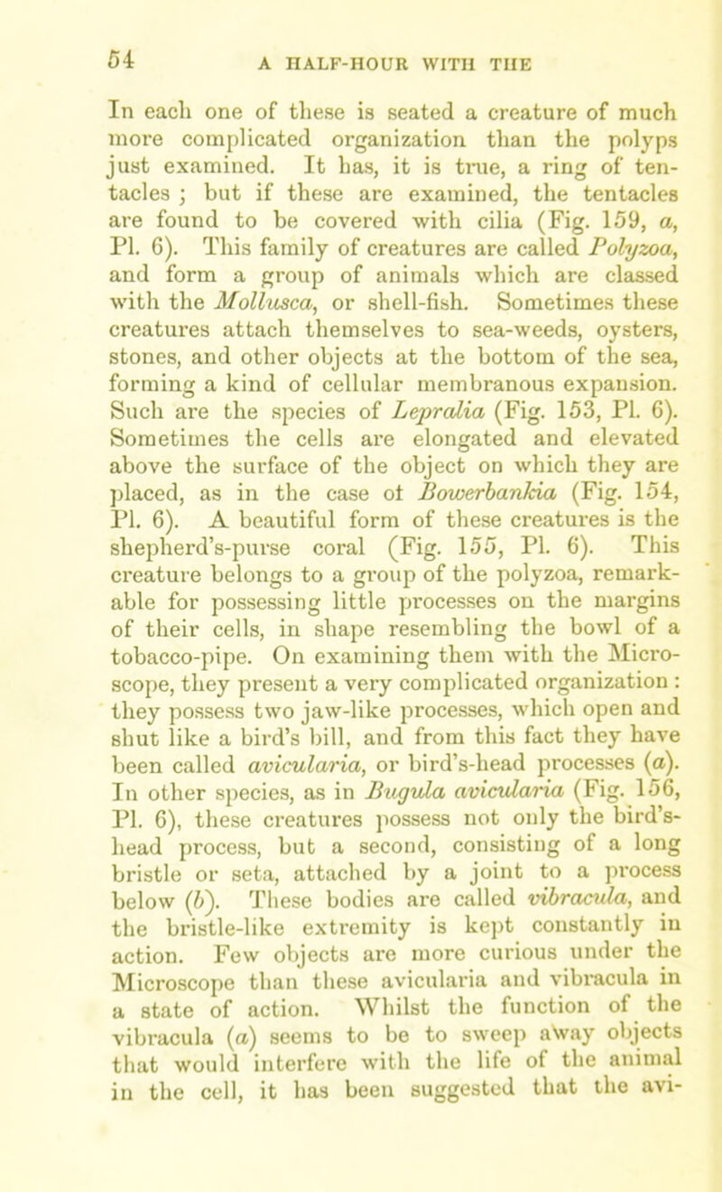 In each one of these is seated a creature of much more complicated organization than the polyps just examined. It has, it is true, a ring of ten- tacles j but if these are examined, the tentacles are found to be covered with cilia (Fig. 159, a, PI. 6). This family of creatures are called Polyzoa, and form a group of animals which are classed with the Mollmca, or shell-fish. Sometimes these creatures attach themselves to sea-weeds, oysters, stones, and other objects at the bottom of the sea, forming a kind of cellular membranous expansion. Such are the species of Leprcdia (Fig. 153, PI. 6). Sometimes the cells are elongated and elevated above the surface of the object on which they are ])laced, as in the case ot BowerbanMa (Fig. 154, PI. 6). A beautiful form of these creatures is the shepherd’s-purse coral (Fig. 155, PI. 6). This creature belongs to a group of the polyzoa, remark- able for possessing little processes on the margins of their cells, in shape resembling the bowl of a tobacco-pipe. On examining them with the Micro- scope, they present a very complicated organization : they po.ssess two jaw-like processes, which open and shut like a bird’s bill, and from this fact they have been called avicularia, or bird’s-head processes (a). In other species, as in Buyvla avicularia (Fig. 156, PI. 6), these creatures possess not only the bird’s- head process, but a second, consisting of a long bristle or seta, attached by a joint to a process below (5). These bodies are called vibracula, and the bristle-like extremity is kept constantly in action. Few objects are more curious under the Microscope than these avicularia and vibi*acula in a state of action. Whilst the function of the vibracula (a) seems to be to sweep a\vay objects that would interfere with the life of the animal in the cell, it has been suggested that the avi-