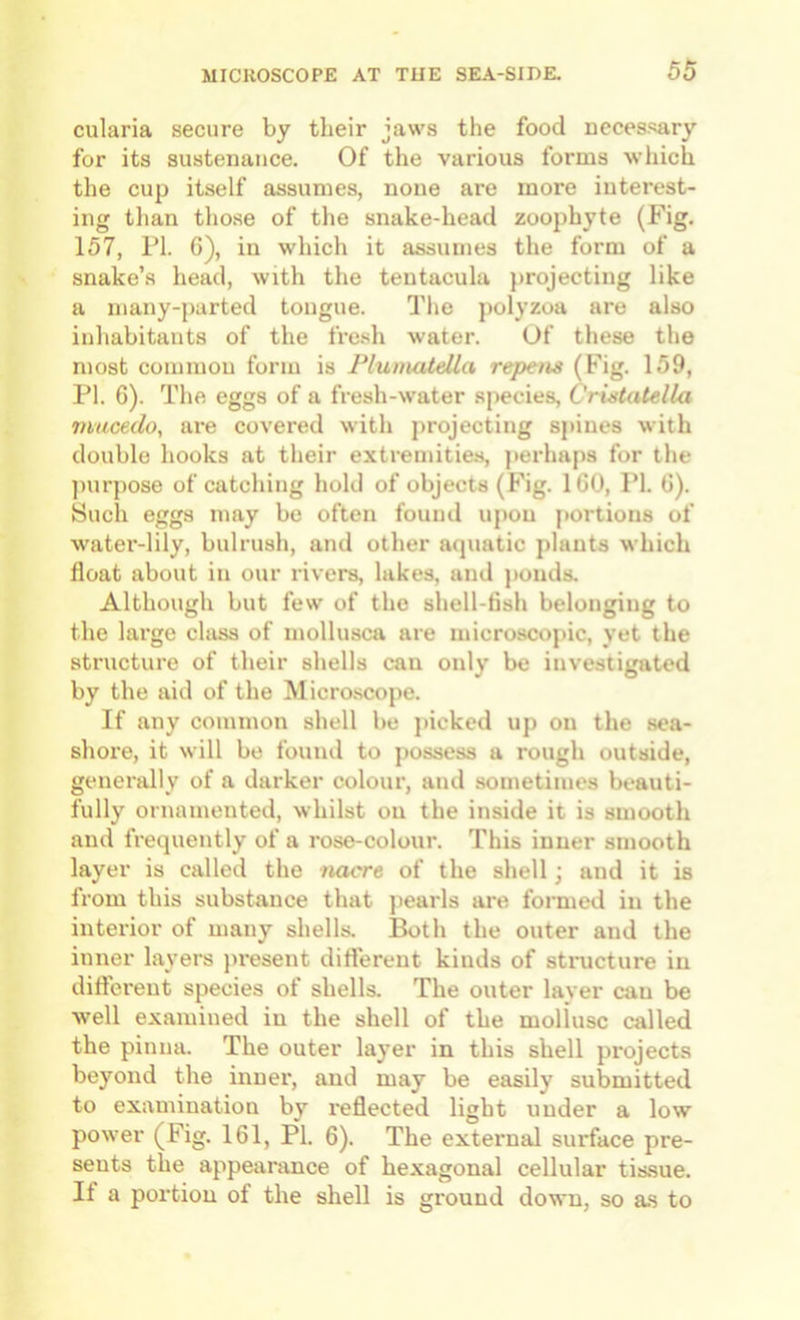 cularia secure by their jaws the food necessary for its sustenance. Of the various forms which the cup itself assumes, none are more interest- ing tlian tliose of tlie snake-head zoophyte (Fig. 157, I’l. 6), in which it assumes the form of a snake’s head, with the tentacula projecting like a many-parted tongue. The jiolyzoa are also inhabitants of the fre.sh water. Of these the most common form is Plumatella repetu (Fig. 159, PI. 6). The eggs of a fresh-water sjiecies, Vrvstatella macedo, are covered with projecting spines with double hooks at their extremities, perhaj)s for the ])urpose of catching hold of objects (Fig. 160, PI. 6). Sucli eggs may be often found upon portions of water-lily, bulrush, and other aquatic plants which float about in our rivers, lakes, and jmnds. Although but few of the shell-fish belonging to the large class of mollusca are microscopic, yet the structure of their shells can only be investigated by the aid of the Micro.scope. If any common shell be jacked up on the sea- shore, it will be found to jiossess a rough outside, generally of a darker colour, and sometimes beauti- fully ornamented, whilst on the inside it is smooth and frequently of a rose-colour. This inner smooth layer is called the nacre of the shell; and it is from this substance that j)earls are formed in the interior of many shells. Both the outer and the inner layers ju'esent diflerent kinds of stimcture in diflerent species of shells. The outer layer can be well examined in the shell of the mollusc called the pinna. The outer layer in this shell projects beyond the inner, and may be easily submitted to examination by I'eflected light under a low power (Fig. 161, PI. 6). The external surface pre- sents the appeanmce of hexagonal cellular tis.sue. If a portion of the shell is ground down, so as to