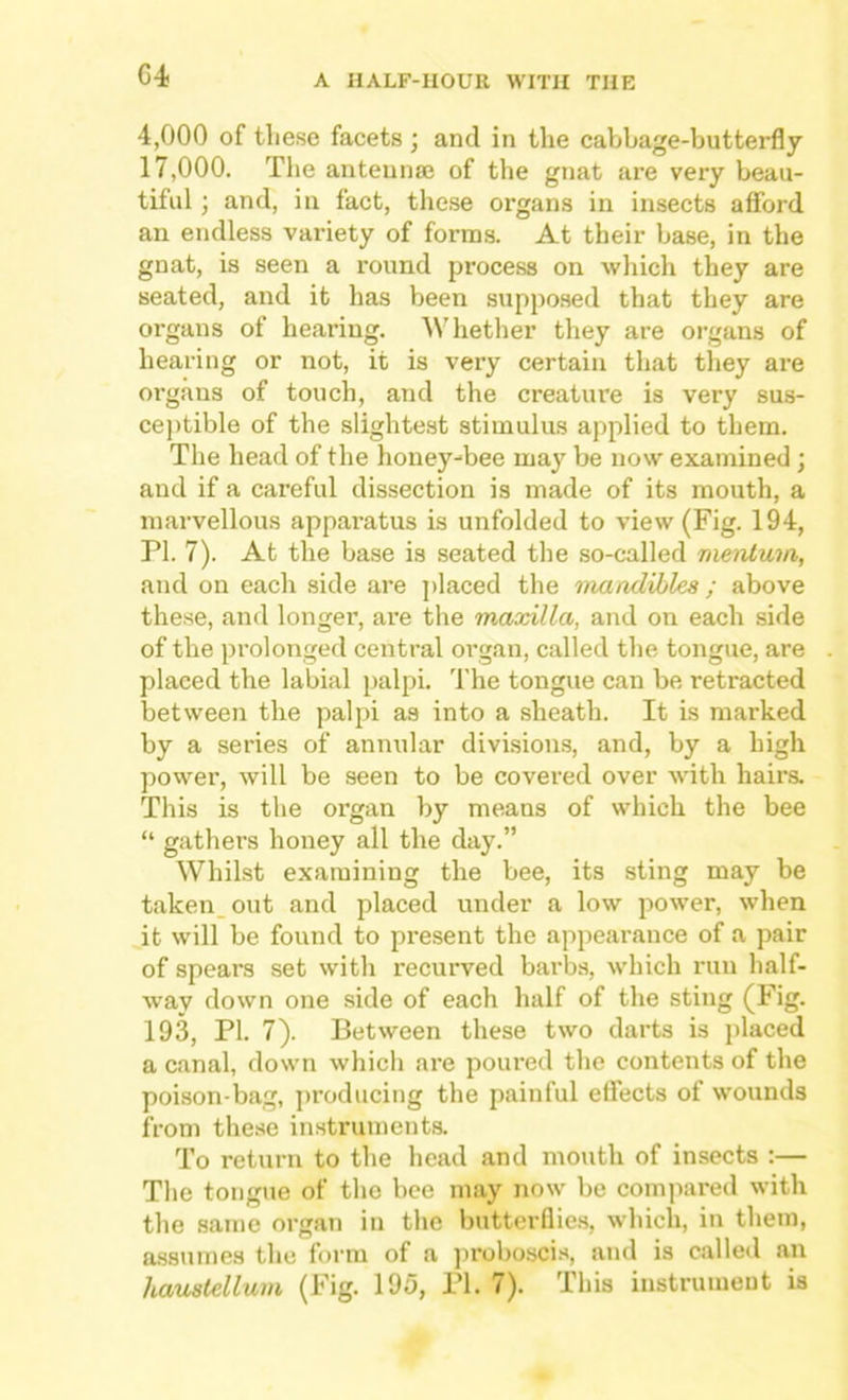 4,000 of these facets j and in the cabbage-butterfly 17,000. The antenna; of the gnat are very beau- tiful ; and, in fact, these organs in insects afford an endless variety of forms. At their base, in the gnat, is seen a round process on which they are seated, and it has been suppo.sed that they are organs of hearing. Whether they are organs of hearing or not, it is very certain that tliey are organs of touch, and the creature is very sus- ceptible of the slightest stimulus applied to them. The head of the honey-bee may be now examined; and if a careful dissection is made of its mouth, a marvellous appai-atus is unfolded to view (Fig. 194, n. 7). At the base is seated the so-called mentuvi, and on each side are ])laced the maadihles; above these, and longer, are the maxilla, and on each side of the prolonged central organ, called the tongue, are placed the labial palpi. 'I'he tongue can be retracted between the palpi as into a sheath. It is marked by a series of annular divisions, and, by a high power, will be seen to be covered over with hairs. This is the organ by means of which the bee “ gathers honey all the day.” Whilst examining the bee, its sting may be taken_out and placed under a low power, when it will be found to pi'esent the appearance of a pair of spears set with recurved barbs, which run half- way down one side of each half of the sting (Fig. 193, PI. 7). Between these two darts is placed a canal, down which are poured the contents of the poison-bag, ])roducing the painful effects of wounds from these instruments. To return to the head and mouth of insects :— The tongue of the bee may now be compared with the same organ in the butterflie.s, which, in them, a.ssnmes the form of a ])roboscis, and is called an