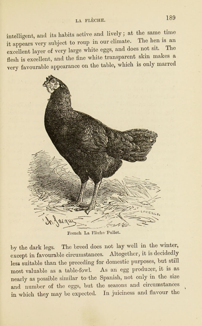 LA FLECHE. intelligent, and its habits active and lively; at the same time it appears very subject to roup in our climate. The hen is an excellent layer of very large white eggs, and does not sit. The flesh is excellent, and the fine white transparent skin makes a very favourable appearance on the table, which is only marred French La Fleche Pullet by the dark legs. The breed does not lay well in the winter, except in favourable circumstances. Altogether, it is decidedly less suitable than the preceding for domestic purposes, but still most valuable as a table-fowl. As an egg producer, it is as nearly as possible similar to the Spanish, not only in the size and number of the eggs, but the seasons and circumstances in which they may be expected. In juiciness and flavour the