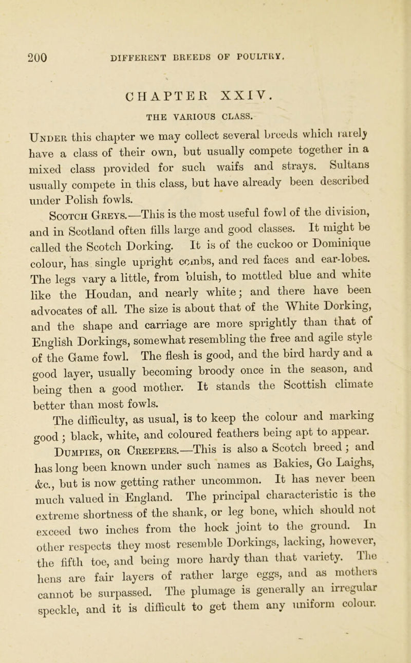 CHAPTER XXIV. THE VARIOUS CLASS. Under this chapter we may collect several breeds which rarely have a class of their own, but usually compete together in a mixed class provided for such waifs and strays. Sultans usually compete in this class, but have already been described under Polish fowls. Scotch Greys.—This is the most useful fowl of the division, and in Scotland often fills large and good classes. It might be called the Scotch Dorking. It is of the cuckoo or Dominique colour, has single upright combs, and red faces and ear-lobes. The legs vary a little, from bluish, to mottled blue and white like the Houdan, and nearly white; and there have been advocates of all. The size is about that of the White Dorking, and the shape and carriage are more sprightly than that of English Dorkings, somewhat resembling the free and agile style of the Game fowl. The flesh is good, and the bird hardy and a good layer, usually becoming broody once in the season, and being then a good mother. It stands the Scottish climate better than most fowls. The difficulty, as usual, is to keep the colour and marking good ; black, white, and coloured feathers being apt to appear. Dumpies, or Creepers.—This is also a Scotch bleed , and has long been known under such names as Bakies, Go Laighs, &c., but is now getting rather uncommon. It has never been much valued in England. The principal characteristic is the extreme shortness of the shank, or leg bone, which should not exceed two inches from the hock joint to the ground. In other respects they most resemble Dorkings, lacking, however, the fifth toe, and being more hardy than that variety. The hens are fair layers of rather large eggs, and as mothers cannot be surpassed. The plumage is generally an irregular speckle, and it is difficult to get them any uniform colour.