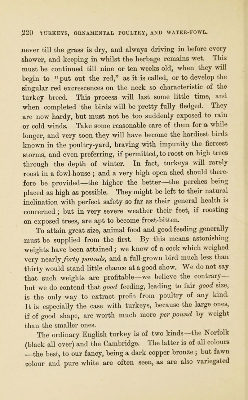 never till the grass is dry, and always driving in before every shower, and keeping in whilst the herbage remains wet. This must be continued till nine or ten weeks old, when they will begin to “ put out the red,” as it is called, or to develop the singular red excrescences on the neck so characteristic of the turkey breed. This process will last some little time, and when completed the birds will be pretty fully fledged. They are now hardy, but must not be too suddenly exposed to rain or cold winds. Take some reasonable care of them for a while longer, and very soon they will have become the hardiest birds known in the poultry-yard, braving with impunity the fiercest storms, and even preferring, if permitted, to roost on high trees through the depth of winter. In fact, turkeys will rarely roost in a fowl-house ) and a very high open shed should there- fore be provided—the higher the better—the perches being placed as high as possible. They might be left to their natural inclination with perfect safety so far as their general health is concerned; but in very severe weather their feet, if roosting on exposed trees, are apt to become frost-bitten. To attain great size, animal food and good feeding generally must be supplied from the first. By this means astonishing weights have been attained : we knew of a cock which weighed very nearly forty pounds, and a full-grown bird much less than thirty would stand little chance at a good show. We do not say that such weights are profitable—we believe the contrary but we do contend that good feeding, leading to fair good size, is the only way to extract profit from poultry of any kind. It is especially the case with turkeys, because the large ones, if of good shape, are worth much more per pound by weight than the smaller ones. The ordinary English turkey is of two kinds—the Norfolk (black all over) and the Cambridge. The latter is of all colours —the best, to our fancy, being a dark copper bronze; but fawn colour and pure white are often seen, as are also variegated