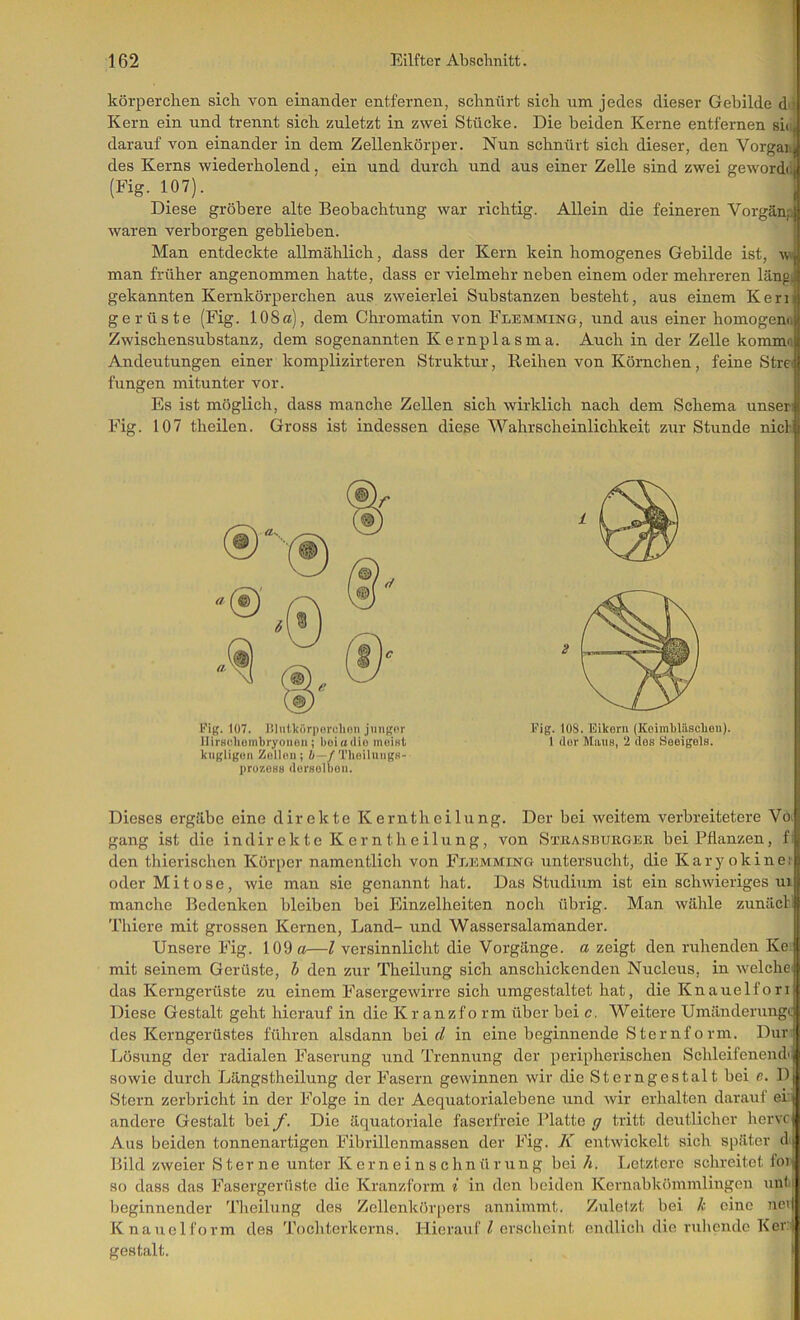 körperclien sich von einander entfernen, schnürt sich um jedes dieser Gebilde d' Kern ein und trennt sich zuletzt in zwei Stücke. Die beiden Kerne entfernen si», darauf von einander in dem Zellenkörper. Nun schnürt sich dieser, den Vorgau| des Kerns wiederholend, ein und durch und aus einer Zelle sind zwei geword(ii (Fig. 107). .... . Diese gröbere alte Beobachtung war richtig. Allein die feineren Vorg3.npj waren verborgen geblieben. Man entdeckte allmählich, dass der Kern kein homogenes Gebilde ist, man früher angenommen hatte, dass er vielmehr neben einem oder mehreren läng^ gekannten Kernkörperchen aus zweierlei Substanzen besteht, aus einem Kerii ge rüste (Fig. 108 a), dem Chromatin von Flemming, und aus einer homogenoj Zwischensubstanz, dem sogenannten Kernplasma. Auch in der Zelle komma Andeutungen einer komplizirteren Struktur, Reihen von Körnchen, feine Stre( fungen mitunter vor. Es ist möglich, dass manche Zellen sich wirklich nach dem Schema unsen Fig. 107 theilen. Gross ist indessen diese Wahrscheinlichkeit zur Stunde nichi Fig. 107. Jilnl.körporclion llirHuliumbryouoii; boiadio inuiHt kugligun Zollmi; i—/ TlioiluiigH- prozoHB durHolboii. Fig. 108. Eikorn (Koimblfiscbeii). 1 dor Miins, 2 dos Seeigels. Dieses ergäbe eine direkte Kerntheilung. Der bei weitem verbreitetere Vo i gang ist die indirekte K ern th e ilung, von Stiiasburger bei Pflanzen, f | den thierischen Körper namentlich von Feemming untersucht, die Karyokine; oder Mitose, wie mau sie genannt hat. Das Studium ist ein schwieriges ui | manche Bedenken bleiben bei Einzelheiten noch übrig. Man wähle zunäclj Thiere mit grossen Kernen, Land- und Wassersalamander. I Unsere Fig. 109 o—l versinnlicht die Vorgänge, a zeigt den ruhenden Ke. mit seinem Gerüste, h den zur Theilung sich anschickenden Nucleus, in welche das Kerngerüste zu einem Fasergewirre sich umgestaltet hat, die Knäuel fori Diese Gestalt geht hierauf in die Kr anzfo rm über bei c. Weitere Umänderungc des Kerngerüstes führen alsdann hei d in eine beginnende Sternform. Durv Lösung der radialen Faserung und Trennung der peripherischen Schleifeneud' sowie durch Längstheilung der Fasern gewinnen wir die Sterngestalt bei e, D Stern zerbricht in der Folge in der Aequatorialebene und wir erhalten darauf ei: andere Gestalt bei f. Die äquatoriale faserfreie Platte g tritt deutlicher hervc Aus beiden tonnenartigen Fibrillenmassen der Fig. K entwickelt sich später d j Bild zweier Sterne unter K ern ei n s chnür un g bei h. Letztere schreitet foij so dass das Fasergerüste die Kranzform i in den beiden Kernabkömmlingeu untj beginnender Tlieilung des Zellenkörpers annimmt. Zuletzt bei k eine neij Knauclform des Tocliterkerns. Hierauf ^ erscheint endlicli die ruhende Keri gestalt. ;