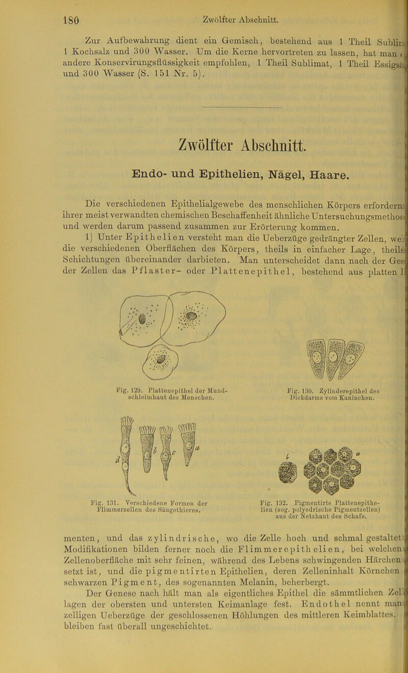 Zur Aufbewahrung dient ein Gemisch, bestehend aus 1 Theil Sublir, 1 Kochsalz und 300 Wasser. Um die Kerne hervortreten zu lassen, hat man ( andere Konservii'ungsflüssigkeit empfohlen, 1 Theil Sublimat, 1 Theil Essigsa und 300 Wasser (S. 151 Nr. 5). Zwölfter Absclinitt. Endo- und Epithelien, Nägel, Haare. Die verschiedenen Epithelialgewebe des menschlichen Körpers erfordere ihrer meist verwandten chemischen Beschaffenheit ähnliche Untersuchungsmethoc und werden darum passend zusammen zur Erörterung kommen. 1) Unter Epithelien versteht man die Ueberzüge gedrängter Zellen, wei die verschiedenen Oberflächen des Körpers, theils in einfacher Lage, theilä Schichtungen übereinander darbieten. Man unterscheidet dann nach der Gee der Zellen das Pflaster- oder Plattenepithel, bestehend aus platten] Fig. lÄI. Flattuiiepilhul ilur Muiul- acliluiinliaut de« MuiiHcbon. Fig. l.'tO. Zyliudercpithol des Dickdanns vom Kaninchen. Fig. Iltl. Verschiedone Formen dor Fliminerzellen dos Sängothioros. Fig. 132. Pigmentirto Piattonopithe- lien (sog. polyodrischo Pigmontzollon) aus dor Netzhaut dos Schafs. menten, und das zylindrische, wo die Zelle hoch und schmal gestaltet: Modifikationen bilden ferner noch die Flimmer epithelien, bei welchen Zellenoberfläche mit sehr feinen, während des Lebens schwingenden Härchen setzt ist, und die pigmentirten Epithelien, deren Zelleninhalt Körnchen schwarzen Pigment, des sogenannten Melanin, beherbergt. Der Genese nach hält man als eigentliches Epithel die sämmtlichen Zel lagen der obersten und untersten Keimanlage fest. Endothel nennt man zelligen Ueberzüge der geschlossenen Hölilungcn des mittleren Keimblattes, bleiben fast überall ungeschiclitet.