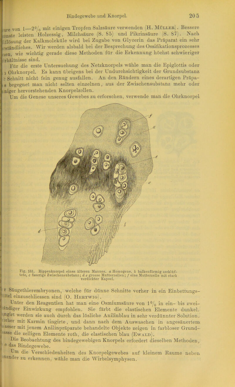 Fig. 161. Kippenknorpel eines älteren Mannes, o Homogene, l balkenförmig zerklüf- tete, c faserige Zwischensubstanz; d e grosse Mutterzellen; / eine Mutterzelle mit stark verdickter Kapsel. ire von 1—20/o mit einigen Tropfen Salzsäure verwenden (H. Müller) . Bessere I snste leisten Holzessig, Milchsäure (S. 85) und Pikrinsäure (S. 87). Nach l.llösung der Kalkmoleküle wird hei Zugabe von Glycerin das Präparat ein sehr f .-ständliches. Wir werden alsbald bei der Besprechung des Ossifikationsprozesses len, wie wichtig gerade diese Methoden für die Erkennung höchst schwieriger I rhältnisse sind. I Für die erste Untersuchung des Netzknorpels wähle man die Epiglottis oder 1 Ohrknorpel. Es kann übrigens bei der Undurchsichtigkeit der Grundsubstanz • Schnitt nicht fein genug ausfallen. An den Rändern eines derartigen Präpa- ■ s begegnet man nicht selten einzelnen, aus der Zwischensubstanz mehr oder niger hervorstehenden Knorpelzellen. Um die Genese unseres Gewebes zu erforschen, verwende man die Ohrknorpel r Säugethierembryonen, welche für dünne Schnitte vorher in ein Einbettungs- •ttel einzuschliessen sind (0. Hebtwig) . Unter den Reagentien hat man eine Osmiumsäure von 1®/q in ein- bis zwei- indiger Einwirkung empfohlen. Sie färbt die elastischen Elemente dunkel. Mgirt werden sie auch durch das lösliche Anilinblau in sehr verdünnter Solution. )fher mit Karmin tingirte, und dann nach dem Auswaschen in angesäuertero ■asser mit jenem Anilinpräparate behandelte Objekte zeigen in farbloser Grund- isse die zelligen Elemente roth, die elastischen blau (Ewald). Uie Beobachtung des bindegewebigen Knorpels erfordert dieselben Methoden,. 6 das Bindegewebe. Um die Verschiedenheiten des Knorpelgewebes auf kleinem Raume neben Länder zu erkennen, wähle man die Wirbelsymphysen.