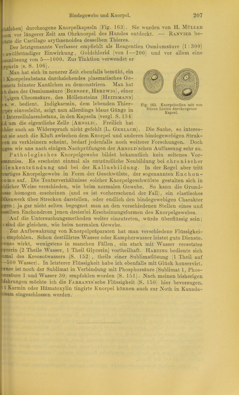 lälchen) durchzogene Knorpelkapseln (Fig. 163). Sie wurden von H. Müllek lon vor längerer Zeit am Ohrknorpel des Hundes entdeckt. — Ranvieb, he- tzte die Cartilago arythaenoidea desselben Thieres. Der letztgenannte Verfasser empfiehlt als Reagentien Osmiumsäure (1 :300) zwölfstündiger Einwirkung, Goldchlorid (von 1—200) und vor allem eine lunlösung von 5—1000. Zur Tinktion verwendet er rpurin (s. S. 106). Man hat sich in neuerer Zeit ebenfalls bemüht, ein i Knorpelsubstanz durchziehendes plasmatisches Ge- .:snetz feinster Kanälchen zu demonstriren. Man hat ih dazu der Osmiumsäure (Bubnoff, Hebtwig), einer Yfligen Chromsäure, des Höllensteins (Heitzmann) ss. w. bedient. Indigkarmin, dem lebenden Thier- i?per einverleibt, zeigt nun allerdings blaue Gänge in Unterzellularsubstanz, in den Kapseln (vergl. S. 134) id um die eigentliche Zelle (Ab^^old). Freilich hat hhier auch an Widerspruch nicht gefehlt (L. Geblach) . Die Sache, so interes- ut sie auch die Kluft zwischen dem Knorpel und anderen bindegewebigen Struk- t en zu verkleinern scheint, bedarf jedenfalls noch weiterer Forschungen. Doch egen wir uns nach einigen Nachprüfungen der Abnold’sehen Auffassung sehr zu. Pathologisches Knorpelgewebe bildet bekanntlich kein seltenes Vor- rmmniss. Es erscheint einmal als entzündliche Neubildung bei chronischer lilenkentzündung und bei der Kallusbildung, ln der Regel aber tritt ^'artiges Knorpelgewebe in Form der Geschwülste, der sogenannten E n c h o n- ome auf. Die Texturverhältnisse solcher Knorpelgeschwülste gestalten sich in falicher Weise verschieden, wie beim normalen Gewebe. So kann die Grund- >:sse homogen erscheinen (und es ist vorherrschend der Fall) , ein elastisches rikenwerk über Strecken darstellen, oder endlich den bindegewebigen Charakter ;gen; ja gar nicht selten begegnet man an den verschiedenen Stellen eines und >iselben Enchondrom jenen dreierlei Erscheinungsformen des Knorpelgewebes. Auf die Untersuchungsmethoden weiter einzutreten, würde überflüssig sein; ! sind die gleichen, wie beim normalen Gewebe. Zur Aufbewahrung von Knorpelpräparaten hat man verschiedene Flüssigkei- I empfohlen. Schon destillirtes Wasser oder Kampherwasser leistet gute Dienste, f-enso wirkt, wenigstens in manchen Fällen, ein stark mit Wasser versetztes ycerin (2 Theile Wasser, 1 Theil Glycerin) vortheilhaft. Habting bediente sich irmal des Kreosotwassers (S. 152) , theils einer Sublimatlösung (1 Theil auf -500 Wasser). In letzterer Flüssigkeit habe ich ebenfalls mit Glück konservirt. Tner ist noch der Sublimat in Verbindung mit Phosphorsäure (Sublimat 1, Phos- orsäure 1 und Wasser 30) empfohlen worden (S. 151). Nach meinen bisherigen Nahrungen möchte ich die FABBANTs’sche Flüssigkeit (S. 150) hier bevorzugen, t Karmin oder Hämatoxylin tingirte Knorpel können auch zur Noth in Kanada- >lsam eingeschlossen werden. Fig. 163. Knorpelzellen mit von feinen Linien durchzogener Kapsel.