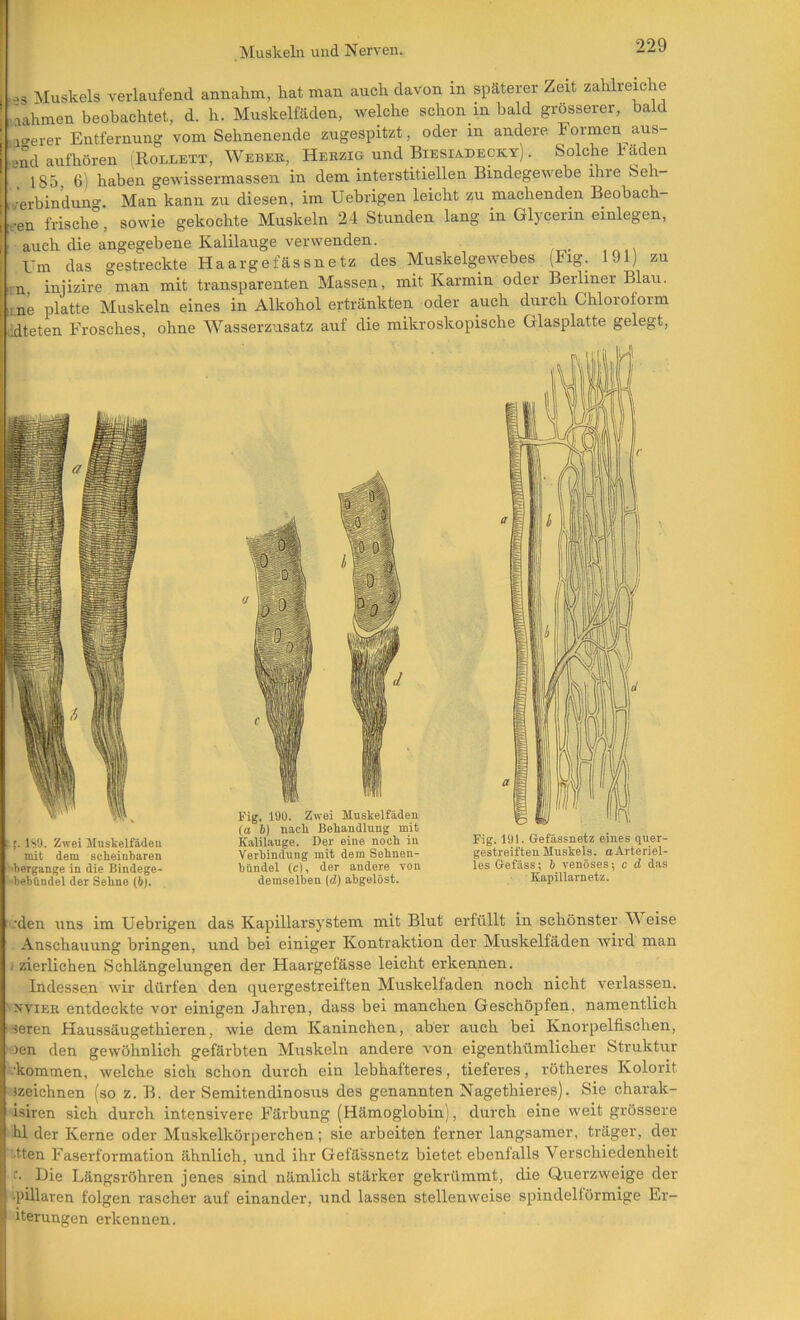 ( Muskels verlaufend annahm, hat man auch davon in späterer Zeit zahlreiche nahmen beobachtet, d. h. Muskelfäden, welche schon in bald grosserer, bald igerer Entfernung vom Sehnenende zugespitzt, oder in andere Formeri aus- Lend aufhöreii iRollett, Weber, Herzig und Biesiabecicy) . Solche baden [ . 185, 6) haben gewissermassen in dem interstitiellen Bindegewebe ihre Seh Ifverbinduno-. Man kann zu diesen, im Uebrigen leicht zu machenden Beobach- :ven frische, sowie gekochte Muskeln 24 Stunden lang in Glycerin einlegen, auch die angegebene Kalilauge verwenden. Um das gestreckte Haargefässnetz des Muskelgewebes (Fig. 191) zu ;n injizire man mit transparenten Massen, mit Karmin oder Berliner Blau, line platte Muskeln eines in Alkohol ertränkten oder auch durch Chloroform ödteten Frosches, ohne Wasserzusatz auf die mikroskopische Glasplatte gelegt. :1S9. Zwei JInskelfäden mit dem scheinbaren 'bergange in die Bindege- •bebündel der Sehne (b). Fig. 190. Zwei Muskelfäden (a b) nach Behandlung mit Kalilauge. Der eine noch in Verbindung mit dem Sehnen- hQndel (c), der andere von demselben (d) ahgelöst. Kapillarnetz. .'den uns im Uebrigen das Kapillarsystem mit Blut erfüllt in schönster W eise Anschauung bringen, und bei einiger Kontraktion der Muskelfäden wird man 1 zierlichen Schlängelungen der Haargefässe leicht erkennen. Indessen wir dürfen den quergestreiften Muskelfaden noch nicht verlassen. 'XviER entdeckte vor einigen Jahren, dass bei manchen Geschöpfen, namentlich seren Haussäugethieren, wie dem Kaninchen, aber auch bei Knorpelfischen, len den gewöhnlich gefärbten Muskeln andere von eigenthümlicher Struktur ■kommen, welche sich schon durch ein lebhafteres, tieferes, rötheres Kolorit Jzeichnen (so z. B. der Semitendinosus des genannten Nagethieres). Sie charak- isiren sich durch intensivere Färbung (Hämoglobin), durch eine weit grössere hl der Kerne oder Muskelkörperchen; sie arbeiten ferner langsamer, träger, der tten Faserformation ähnlich, und ihr Gefässnetz bietet ebenfalls Verschiedenheit Die Längsröhren jenes sind nämlich stärker gekrümmt, die Querzweige der -pillaren folgen rascher auf einander, und lassen stellenweise spindelförmige Er- iterungen erkennen.