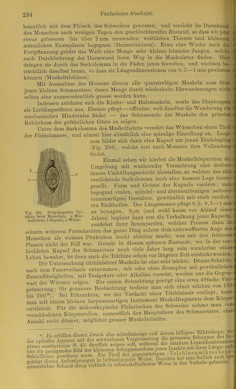 kanntlich mit dem Fleisch des Schweines genossen, und erreicht im Darmkanal des Menschen nach wenigen Tagen den geschlechtsreifen Zustand, so dass wir jetzt i etwas grösseren (bis über 2 mm messenden) weiblichen Thieren und kleineren i männlichen Exemplaren begegnen (Darmtrichinen). Etwa eine Woche nach der ’ Fortpflanzung gebärt das Weib eine Menge sehr kleiner lebender Jungen, welche i nach Durchbohrung der Darmwand ihren Weg in die Muskulatur Anden. Hier > dringen sie durch das Sarkolemma in die Fäden jenes Gewebes, und wachsen be- trächtlich daselbst heran, so dass sie Längendimensionen von 0,7—1 mm gewinnen i können (Muskeltrichinen). , Mit Ausnahme des Herzens dienen alle querstreiflgen Muskeln zum Sitze ! jener kleinen Schmarotzer, deren Menge durch wiederholte Einwanderungen nicht ; selten eine ausserordentlich grosse werden kann. Indessen zeichnen sich die Kiefer- und Halsmuskeln, sowie das Diaphragma* Ebenso pflegt—offenbar, weil daselbst die Wanderung ein^ als Lieblingsstätten aus Eingekiipaolto Tri- mechanisches Hinderniss findet — das Sehnenende der Muskeln den grössten^ lleichthum der gefährlichen Gäste zu zeigen. Unter dem Sarkolemma des Muskelfadens verzehrt das Würmchen einen Thcil der Fleischmasse, und nimmt hier allmählich eine spiralige Einrollung an. Lang-|- sam bildet sich dann eine Kapsel um jenen Eindringling (Fig. 200), welche erst nach Monaten ihre Vollendungij findet. I Einmal sehen wir hierbei die Muskelkörperchen der ä Umgebung mit wuchernder Vermehrung eine derbere? innere Umhüllungsschicht herstellen, zu welcher das sich verdickende Sarkolemma noch eine äussere Lage hinzu- gesellt. Form und Grösse der Kapseln variiren ; man begegnet ovalen, Spindel- und zitronenförmigen (seltener tonnenartigen) Gestalten, gewöhnlich mit stark verdick-- ten Endtheilen. Der Längsmesser pflegt 0,5, 0,7—I mma zu betragen. Spät (und wohl kaum vor Ablauf einess Jahres) beginnt dann erst die Verkalkung jener Kapseln,. zunächst ihrer Innenpartien, welcher Prozess dann in>. seinem weiteren Fortschrciten das ganze Ding zuletzt dem unbewaffneten Auge des: Menschen als weisses Pünktchen leicht sichtbar macht, was mit den früherem Phasen nicht der Fall war. Gerade in diesem späteren Zustande, wo m der yer-- kreideten Kapsel der Schmarotzer noch viele Jahre lang sein wunderbar zähes: Leben bewahrt, ist denn auch die Trichine schon vor längerer Zeit entdeckt worden.. Die Untersuchung trichinisirter Muskeln ist eine sehr leichte. Dünne Schnitte, nach dem Faserverlaufe entnommen, mit oder ohne Zerzupfen mit geivöhnlichen Zusatzflüssigkeiten, mit Essigsäure oder Alkalien versetzt, werden uns die egen- wart der Würmer zeigen. Zur ersten Betrachtung genügt eine etwa JOfache \ er- grösserung; für genauere Beobachtung bediene man sich eineiy so c len von o bis ‘>00*1. Bei Erkrankten, wo der Verdacht einer Trichiniasis voiiiegt, kann; man mit einem kleinen harpunenartigen Instrument Muskelfragmente dem Körper , entziehen Für die mikroskopische Fleischschau der Schweine nehme man \o . verschiedenen Körperstellen, namentlich den Hauptsitzen des Schmarotzers, eine. Anzahl recht dünner, möglichst grosser Muskelschnitte. olimo boim Moifecheii. a Mus kclfiUlon; h Kupsol; c Wurm *1 Es erfüllen diesen Zweck also niittelmässige und darum billigere Mikroskope, wo der OP isSe Aima at m^ der schwächeren Vergrösserung die grö«f«’-^^\Schnp^ pSn^FS^L (S,45) deutlich -igen soll, während che^ pisma saccharinum (». 40) aeuuicii zeigen sui., ”r‘Tr«eT-Vs nflt ilucn Lä uns ein genügendes Bild der kleineren Schuppchenform jenes I«sekts nut ii icn J Schieflinien gewähren muss. Ein Theil deiy ^ ° .C.. J 1 rillrtll lin iheil der gefremviuu^un » x x rlns