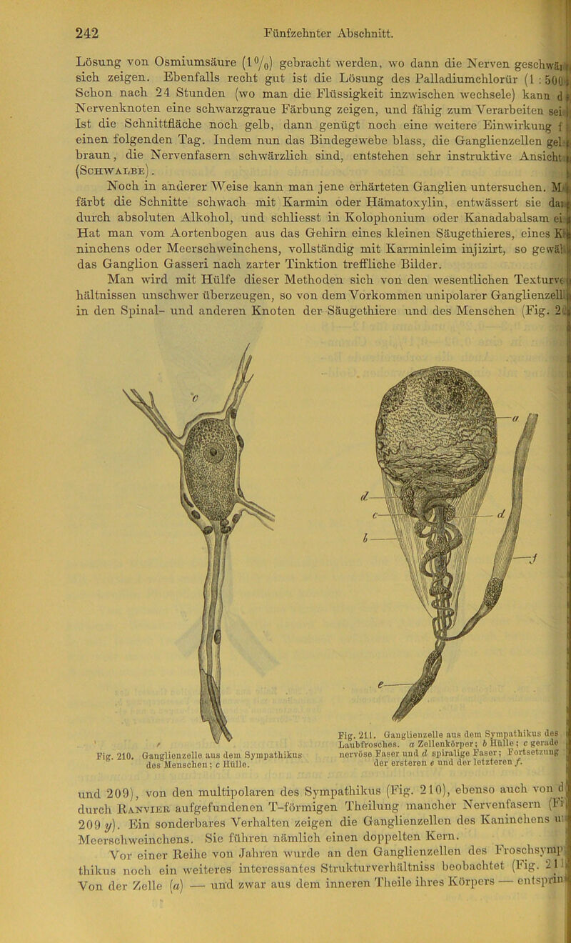 Lösung von Osmiumsäure (l**/o) gebracht werden, wo dann die Nerven geschwäiii sich zeigen. Ebenfalls recht gut ist die Lösung des Palladiurachlorür (1 : 500’|) Schon nach 24 Stunden (wo man die Flüssigkeit inzwischen wechsele) kann dk Nervenknoten eine schwarzgraue Färbung zeigen, und fähig zum Verarbeiten sei Ist die Schnittfläche noch gelb, dann genügt noch eine weitere Einwirkung fL einen folgenden Tag. Indem nun das Bindegewebe blass, die Ganglienzellen gebt braun, die Nervenfasern schwärzlich sind, entstehen sehr instruktive Ansicht.t (Schwalbe) . L Noch in anderer Weise kann man jene erhärteten Ganglien untersuchen. M.« färbt die Schnitte schwach mit Karmin oder Hämatoxylin, entwässert sie dai| durch absoluten Alkohol, und schliesst in Kolophonium oder Kanadabalsam ei | Hat man vom Aortenbogen aus das Gehirn eines kleinen Säugethieres, eines K« ninchens oder Meerschweinchens, vollständig mit Karminleim injizirt, so gewälil das Ganglion Gasseri nach zarter Tinktion treflfliche Bilder. Man wird mit Hülfe dieser Methoden sich von den wesentlichen Texturvt hältnissen unschwer überzeugen, so von dem Vorkommen unipolarer GanglienzelÜ in den Spinal- und anderen Knoten der Säugethiere und des Menschen (Fig. 2Ö Fig. 211. GangUenzelle aus dom Sympathikus des • Lauhfrosches. o Zellenkörper; 6 Hülle ; c gerade nervöse Faser und d spiralige Faser; Fortsetzung der orsteren e und der letzteren/. Fig. 210. Ganglienzelle aus dem Sympathikus des Menschen; c Hülle. und 209), von den multipolaren des Sympathikus (Fig. 210), ebenso auch durch Ranviek aufgefundenen T-förmigen Theilung mancher Nervenfasern (hi| 209 y). Ein sonderbares Verhalten zeigen die Ganglienzellen des Kaninchens im Meerschweinchens. Sie führen nämlich einen doppelten Kern. Vor einer Reihe von Jahren wurde an den Ganglienzellen des hroschsyrap. thikus noch ein weiteres interessantes Strukturverhältniss beobachtet (Hg. 211| Von der Zelle [a] — und zwar aus dem inneren Theile ihres Körpers entsprin*!