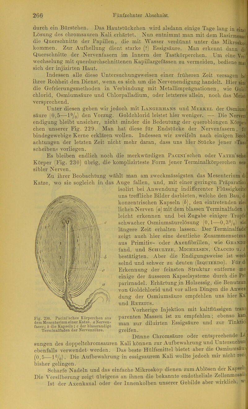 durch ein Bürstchen. Das Hautstückchen wird alsdann einige Tage lang in eint Lösung des chromsauren Kali erhärtet. Nun entnimmt man mit dem Rasirmesst-' die Querschnitte der Papillen, die mit Wasser verdünnt unter das Mikrosko- kommen. Zur Aufhellung dient starke (?) Essigsäure. Man erkennt dann dj Querschnitte der Nervenfasern im Innern der Tastkörperchen. Um eine Vei' Wechselung mit querdurchschnittenen Kapillargefässen zu vermeiden, bediene ma ' sich der injizirten Haut. ’ Indessen alle diese Untersixchungsweisen einer früheren Zeit versagen bi ihrer Rohheit den Dienst, wenn es sich um die Nervenendigung handelt. Hier sin * die Gefrierungsmethoden in Verbindung mit Metallimprägnationen, wie Golci Chlorid, Osmiumsäure und Chlorpalladium, oder letzteres allein, noch das Meist- versprechend. Unter diesen geben wir jedoch mit Langekhans und Mekkel der Osmiuiti säure (0,5—H/g) den Vorzug. Goldchlorid leistet hier weniger. — Die Nerven endigung bleibt unsicher, nicht minder die Bedeutung der queroblongen Körpe:J chen unserer Fig. 229. Man hat diese für Endstücke der Nervenfasern, f(: bindegewebige Kerne erklären wollen. Indessen wir zweifeln nach einigen Beol achtungen der letzten Zeit nicht mehr daran, dass uns hier Stücke jener »Tas. scheiben« vorliegen. Es bleiben endlich noch die merkwürdigen PACiNi’schen oder VATEii’sche Körper (Fig. 230) übrig, die komplizirteste Form jener Terminalkörperchen sei sibler Nerven. Zu ihrer Beobachtung vvählt man am zweckmässigsten das Mesenterium d Katze, wo sie sogleich in das Auge fallen, und, mit einer geringen Präparatio;. isolirt bei Anwendung indifferenter Flüssigkeit!' uns treffliche Bilder darbieten, welche den Bau, d konzentrischen Kapseln (ö), den eintretenden zie. liehen Nerven [a] mit dem blassen Terminalfaden ! leicht erkennen und bei Zugabe einiger Troph schwacher Osmiumsäurelösung (0,1—^0,3®/g) sii längere Zeit erhalten lassen. Der Terminalfadt zeigt auch hier eine deutliche Zusammensetzui aus Primitiv- oder Axenfibrillen, wie Gkaxdi fand, und Sciiultze, Michelsen, Ciaccio u. l bestätigten. Aber die Endigungsweise ist wecl selnd und schwer zu deuten (Izquiekdo). Für d Erkennung der feinsten Struktur entferne mi einige der äusseren Kapselsysteme durch die Pr parirnadel. Erhärtung in Holzessig, die Benutzui.) von Goldchlorid und vor allen Dingen die xknwei | düng der Osmiumsäure empfehlen uns hier Ki. und Retzius. Vorherige Injektion mit kaltfiüssigen trän parenten Massen ist zu empfehlen; ebenso kar.’ man zur diluirten Essigsäure xind zur Tinktici greifen. r; Dünne Chromsäure oder entsprechende sungen des doppeltchromsauren Kali können zur Aufbewahrung und Untersuchui;{ ebenfalls verwendet- werden. Das beste Hülfsmittel bietet aber die OsmiumsäUiT! (0,5—lO/ji). Die Aufbewahrung in essigsaurem Kali wollte jedoch mir nicht rec., bisher gelingen. Scharfe Nadeln und das einfache Mikroskop dienen zum Ablösen der Kapsel. | Die Versilberung zeigt übrigens an ihnen die bekannte endotlieliale Zellemnosai . Ist der Axenkanal oder der Innenkolben unserer Gebilde aber wirklich. i Fig. 230. Pacini’sclies Körperchen aus dem Mesenterium einer Katze, a Nerven- faser; J die Kapseln; c der blassrandige Terminalfaden der Nervenröhre.