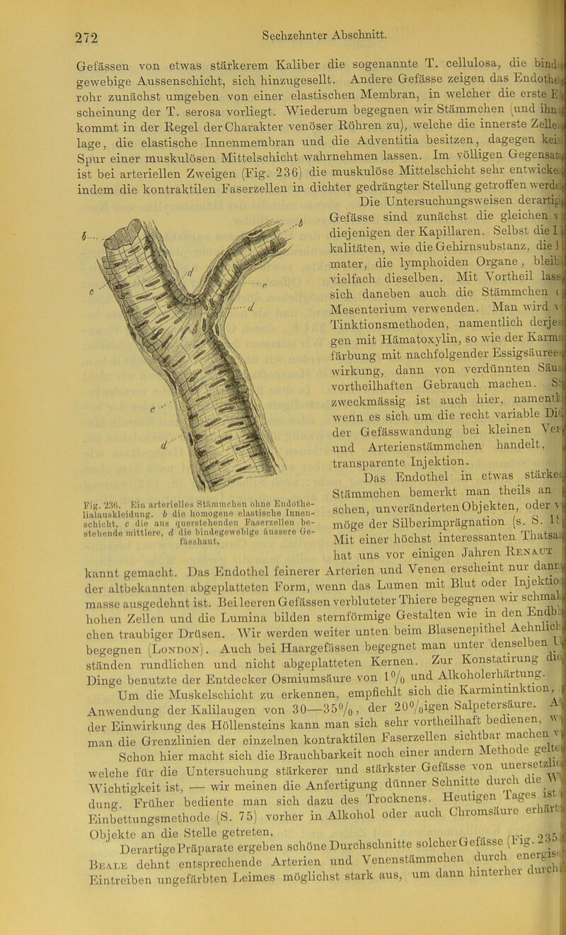 f Gefässen von etwas stärkerem Kaliber die sogenannte T. cellulosa, die bind-4 gewebige Aussenschicht, sich hinzugesellt. Andere Gefässe zeigen das Lndothef rohr zunächst umgeben von einer elastischen Membran, in welcher die erste scheinung der T. serosa vorliegt. Wiederum begegnen wir Stämmchen [und ihn; kommt in der Kegel der Charakter venöser Köhren zu), welche die innerste Zelle..) läge, die elastische Innenmembran und die Adventitia besitzen, dagegen kei:( Spur einer muskulösen Mittelschicht wahrnehmen lassen. Im völligen Gegensatz) ist bei arteriellen Zweigen (Fig. 236) die muskulöse Mittelschicht sehr entwicke.^ indem die kontraktilen Faserzellen in dichter gedrängter Stellung getroffen \v erde Fi«. Ein artoriolloa Stiimmclien olmo Endotho- liiilnuskloidmig. b dio homogene elastische Innoii- Hchicht, c dio aus quorstehondon Fasorzellon bo- stohendo mittlere, d die bindegewebige äussere Oe- fässhaul. Die Untersuchungsweisen derarti^ii Gefässe sind zunächst die gleichen v diejenigen der Kapillaren. Selbst dielj kalitäten, wie die Gehirnsubstanz, die ] mater, die lymphoiden Organe, bleib) vielfach dieselben. Mit \ ortheil lass sich daneben auch die Stämmchen c Mesenterium verwenden. Man wird Tinktionsmethoden, namentlich derjeij gen mit Hämatoxylin, so wie der Karimi färbung mit nachfolgender Essigsäuree. Wirkung, dann von verdünnten Säuij vortheilhaften Gebrauch machen. S^ zweckmässig ist auch hier, namentl wenn es sich um die i'echt variable Dib der Gefässwandung bei kleinen ^ ei und Arterienstämmchen handelt, transparente Injektion. ; Das Endothel in etwas stärket Stämmchen bemerkt man theils an sehen, unveränderten Objekten, oder^i möge der Silberimprägnation (s. S. Uj Mit einer höchst interessanten Thatsa., hat uns vor einigen Jahren Kenaut kannt gemacht. Das Endothel feinerer Arterien und Venen erscheint nur dann, der altbekannten abgeplatteten Form, wenn das Lumen mit Blut oder Inje tio masse ausgedehnt ist. Bei leeren Gefässen verbluteter Thiere begegnen wir schmal hohen Zellen und die Lumina bilden sternförmige Gestalten wie in den Endh eben traubiger Drüsen. AVir werden weiter unten beim Blasenepithel begegnen (Lonhon) . Auch bei Haargefässen begegnet man unter denselben L) ständen rundlichen und nicht abgeplatteten Kernen. Zur Konstatirung i'(J Dinge benutzte der Entdecker Osmiumsäure von 1% und Alkoholerhärtung. Um die Muskelschicht zu erkennen, empfiehlt sich die Karmintin v lon, Anwendung der Kalilaugen von 30—35®/o, der 20%igen Salpeteisäuie. - 1 der Einwirkung des Höllensteins kann man sich sehr vortheilhaft becienen, m > man die Grenzlinien der einzelnen kontraktilen E aserzellen sichtbai mac len ] Schon hier macht sich die Brauchbarkeit noch einer andern h et 10c e welche für die Untersuchung stärkerer und stärkster Gefässe von uneije z n< AVichtigkeit ist, — wir meinen die Anfertigung dünner Schnitte ^ dune F'rüher bediente man sich dazu des Trocknens. Heutigen ages d Einbettungsmethode (S. 75) vorher in Alkohol oder auch Chromsäure erhai , Objekte an die Stelle getreten. _ , , •r)5 '' Derartige Präparate ergeben schöne Durchschnitte solcher Gefäss ( ^ - Be ALE dehnt entsprechende Arterien und Venenstämmchen durc i Eintreiben ungefärbten Leimes möglichst stark aus, um dann hintei 1