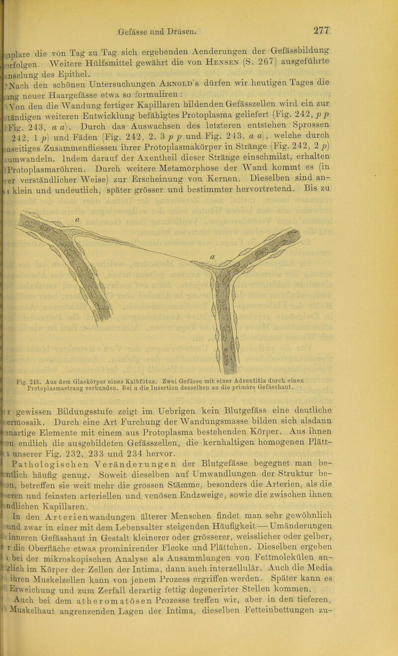 Mplare die von Tag zu Tag sich ergebenden Aenderungen der Gefässbildung vn-folgen. Weitere Hülfsmittel gewährt die von Hensen (S. 267) ausgeführte nselung des Epithel. 'Nach den schönen Untersuchungen Abnold’s dürfen wir heutigen Tages die ,ung neuer Haargefässe etwa so formuliren: '.Von den die Wandung fertiger Kapillaren bildenden Gefässzellen wird ein zur .tändigen weiteren Entwicklung befähigtes Protoplasma geliefert (Fig. 242,^^ rFio-. 243, a a). Durch das Auswachsen des letzteren entstehen Sprossen 242, 1 p] und Fäden (Fig. 242, 2. 3 p p und Fig. 243, a a), welche durch '.nseitiges Zusammenfliessen ihrer Protoplasmakörper in Stränge (Fig. 242, 2]}) .umwandeln. Indem darauf der Axentheil dieser Stränge einschmilzt, erhalten IProtoplasmarÖhren. Durch weitere Metamorphose der Wand kommt es (in • er verständlicher AVeise) zur Erscheinung von Kernen. Dieselben sind an- i 3 klein und undeutlich, später grösser und bestimmter hervortretend. Bis zu : r gewissen Bildungsstufe zeigt im Uebrigen kein Blutgefäss eine deutliche : ermosaik. Durch eine Art Furchung der AA^’andungsmasse bilden sich alsdann martige Elemente mit einem aus Protoplasma bestehenden Körper. Aus ihnen in endlich die ausgebildeten Gefässzellen, die kernhaltigen homogenen Plätt- : 1 unserer Fig. 232, 233 und 234 hervor. Pathologischen Veränderungen der Blutgefässe begegnet man be- ntlich häufig genug. Soweit dieselben auf Umwandlungen der Struktur be- 3n, betreffen sie weit mehr die grossen Stämme, besonders die Arterien, als die leren und feinsten arteriellen und venösen Endzweige, sowie die zwischen ihnen ndlichen Kapillaren. ln den ArterienWandungen älterer Menschen findet man sehr gewöhnlich jt nnd zwar in einer mit dem Lebensalter steigenden Häufigkeit — Umändei'ungen I inneren Gefässhaut in Gestalt kleinerer oder grösserer, weisslicher oder gelber, I r die Oberfläche etwas prominirender Flecke und Plättchen. Dieselben ergeben » I bei der mikroskopischen Analyse als Ansammlungen von h ettmolekülen an- I glich im Körper der Zellen der Intima, dann auch interzellulär. Auch die Media I ihren Muskelzellen kann von jenem Prozess ergriflen werden. Später kann es I Erweichung und zum Zerfall derartig fettig degenerirter Stellen kommen. I Auch bei dem atheromatösen Prozesse treffen wir, aber in den tieferen, 1 Muskelhaut angrenzenden Lagen der Intima, dieselben h etteinbettungen zu-