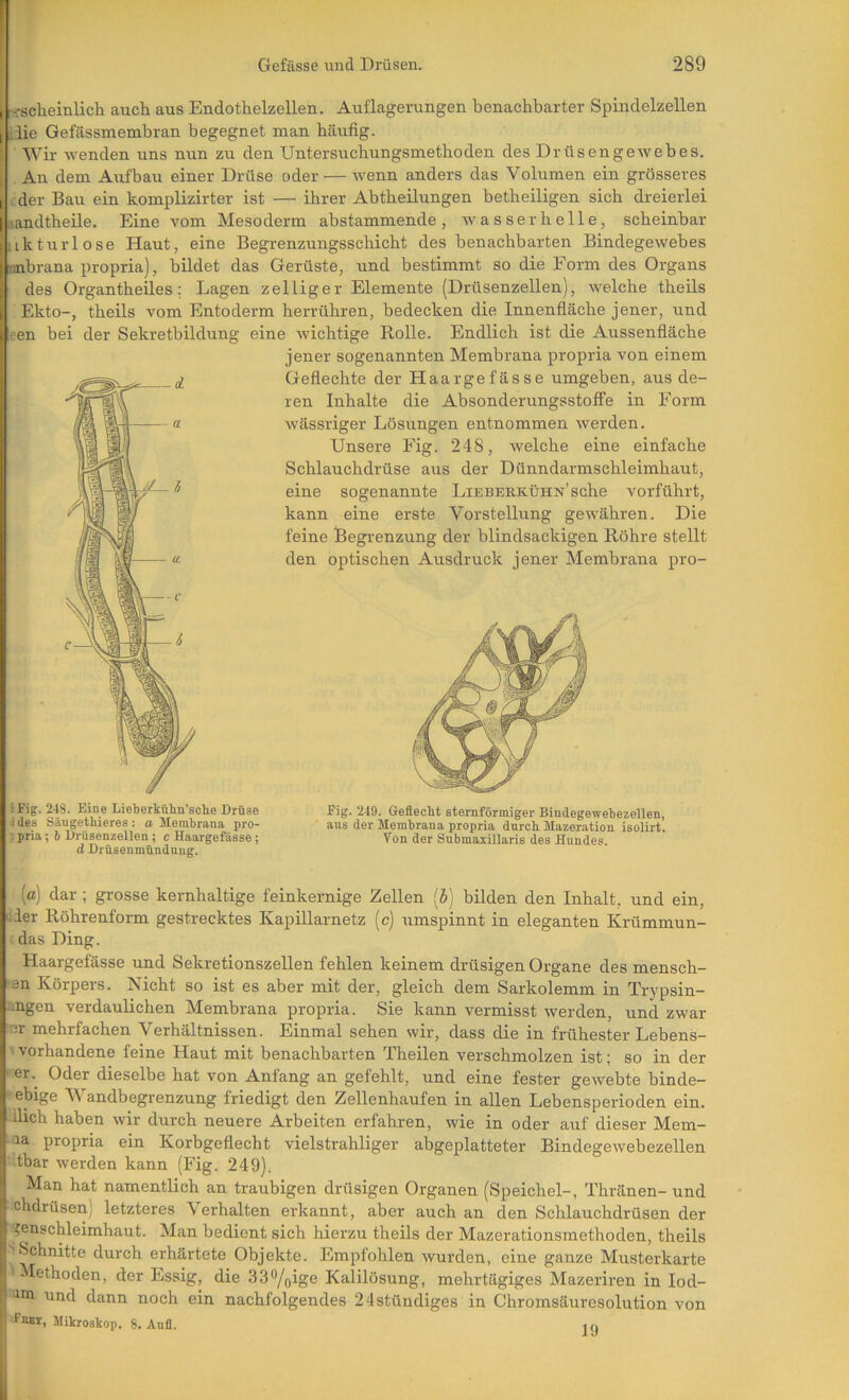 j rs-scheinlich auch aus Endothelzellen. Auflagerungen benachbarter Spindelzellen [ iiie Gefiissmembran begegnet man häufig. I Wir wenden uns nun zu den Untersuchungsmethoden des Drüsengewebes. ^ An dem Aufbau einer Drüse oder — wenn anders das Volumen ein grösseres . der Bau ein komplizirter ist —• ihrer Abtheilungen betheiligen sich dreierlei sandtheile. Eine vom Mesoderm abstammende, wasserhelle, scheinbar ukturlose Haut, eine Begrenzungsschicht des benachbarten Bindegewebes nnbrana propria), bildet das Gerüste, und bestimmt so die Form des Organs des Organtheiles; Lagen zelliger Elemente (Drüsenzellen), welche theils Ekto-, theils vom Entoderm herrühren, bedecken die Innenfläche jener, und i'en bei der Sekretbildung eine wichtige Rolle. Endlich ist die Aussenfläche jener sogenannten Membrana propria von einem Geflechte der Haargefässe umgeben, aus de- ren Inhalte die Absonderungsstoffe in Form wässriger Lösungen entnommen werden. Unsere Fig. 248, welche eine einfache Schlauchdrüse aus der Dünndarmschleimhaut, eine sogenannte LiEBEKK.üHN’sche vorführt, kann eine erste Vorstellung gewähren. Die feine Begrenzung der blindsackigen Röhre stellt den optischen Ausdruck jener Membrana pro- tFig. 248. Eine Lieberkühn’sche Drüse Fig. 249. Geflecht sternförmiger Biudegewehezellen, ides Sängethieres : a Membrana pro- ans der Membrana propria dnrch Mazeration isolirt. - pria; b Drüsenzellen; c Haargefässe; Von der Submaxillaris des Hundes d Drüsenmündung. (c) dar ; grosse kernhaltige feinkernige Zellen (5) bilden den Inhalt, und ein, liier Röhrenform gestrecktes Kapillarnetz (c) umspinnt in eleganten Krümmun- das Ding. Haargefässe und Sekretionszellen fehlen keinem drüsigen Organe des mensch- •en Körpers. Nicht so ist es aber mit der, gleich dem Sarkolemm in Trypsin- ..ngen verdaulichen Membrana propria. Sie kann vermisst werden, und zwar er mehrfachen Verhältnissen. Einmal sehen wir, dass die in frühester Lebens— ■' vorhandene feine Haut mit benachbarten Theilen verschmolzen ist; so in der ' er. Oder dieselbe hat von Anfang an gefehlt, und eine fester gewebte binde- ebige M andbegrenzung friedigt den Zellenhaufen in allen Lebensperioden ein. dich haben wir durch neuere Arbeiten erfahren, wie in oder auf dieser Mem- la propria ein Korbgeflecht vielstrahliger abgeplatteter Bindegewebezellen tbar werden kann (Fig. 249). Man hat namentlich an trauhigen drüsigen Organen (Speichel-, Thränen- und chdrüsen) letzteres Verhalten erkannt, aber auch an den Schlauchdrüsen der ?enschleimhaut. Man bedient sich hierzu theils der Mazerationsmethoden, theils ('Schnitte durch erhärtete Objekte. Empfohlen wurden, eine ganze Musterkarte 'Methoden, der Essig, die 330/pige Kalilösung, mehrtägiges Mazeriren in lod- 4B1 und dann noch ein nachfolgendes 24stündiges in Chromsäuresolution von Fkei, Mikroskop. 8. Aufl. i q