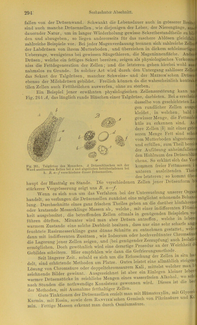 fallen von der Drüsenwand. Schwankt die Lebensdauer auch in grösserer Breite; i sind auch manche Drüsenzellen, wie diejenigen der Leber, der Nierengänge, aus-. | dauernder Natur, um in langer Wiederholung gewisse Sekrethestandtheile zu bil- i den und abzugeben, so liegen andererseits für das raschere Ablösen gleichiall., j zahlreiche Beispiele vor. Bei jeder Magenverdauung trennen sich zahlreiche ZelleiJ der Labdrüsen von ihrem Mutterboden, und überziehen in dickem schleimartigei Ueberzuge, wenigstens bei gewissen Säugethieren, die Mageninnenfläche. Ander- Drüsen, welche ein fettiges Sekret bereiten, zeigen als physiologisches Vorkomm- niss die Fettdegeneration der Zellen; und die letzteren gehen hierbei wohl aus. nahmslos zu Grunde. In solcher Art wird durch den Untergang zahlloser Zellen das Sekret der Talgdrüsen, mancher Schweiss- und der MEinoMSchen Drüsen ebenso der Milchdrüsen gebildet. Freilich können da die wahrscheinlich kontrak tilen Zellen auch Fetttheilchen auswerfen, ohne zu sterben. Ein Beispiel jener erwähnten physiologischen Zellenzerstörung kann un. Fig. 2G\ A, das länglich runde Bläschen einer Talgdrüse, darbieten. Bei a erscheii dasselbe von geschichteten La, gen rundlicher Zellen ausge kleidet, in welchen, bald i gewisser Menge, die Fettmole küle zu erkennen sind. Al dere Zellen {b) mit einer gröe' seren Menge Fett sind scha vom Mutterboden abgestossei und erfüllen, zum Theil herei der Auflösung anheimfallen(. den Hohlraum des Drüsenbläti chens. So erklärt sich das Vo. kommen freier Fettmassen i unteren ausleitenden Thei des letzteren; so kommt übm haupt der Hauttalg zu Stande. Die verschiedenen Zellen jener Drüsenform b stärkerer Vergrösserung zeigt uns ,ß, a—f. _ AVenn es sich nun um das Verfahren bei der Untersuchung unserer ürgai handelt, so verlangen die Drüsenzellen zunächst eine möglichst schonende Beham lung. Durchschnitte eines ganz frischen Theiles geben an die darüber hinfa,hren( oder kratzende Messerklinge Massen ab, welche , mit einer indifferenten Flussir keit ausgebreitet, die betreffenden Zellen oftmals in genügenden Beispielen vo führen dürften. Mitunter wird man aber Drüsen antreffen, welche in leben warmem Zustande eine solche Derbheit besitzen, dass nur eine sehr scharfe ang. feuchtete llasirmesserklinge ganz dünne Schnitte zu entnehmen gestattet, welc. dann mit indifferenten Zusätzen, wie lodserum oder hochverdünnter ChromsauL die Lagerung jener Zellen zeigen, und (bei genügender Zerzupfung) auch Isolati. ermöglichen. Doch gewöhnlich wird eine derartige Prozedur an der AVeichheit d Gebildes scheitern. Hier empfehlen wir dann die Gefrierungsmethode. ^ Seit längerer Zeit, sobald es sich um die Erforschung der Zellen in situ ha delt sind erhärtende Methoden am Platze. Gutes leistet eine allmählich steigen Lösung von Chromsäure oder doppeltchromsaurem Kali, rnittelst welcher man zeichnende Bilder gewinnt. Ausgezeichnet ist aber ein Einlegen kleinei e er. warmer Drüsenstücke in reichliche Mengen eines wasserfreien Alkohol, wo scn nach Stunden die nothwendige Konsistenz gewonnen wird. Dieses ist die be> der Methoden, mit Ausnahme fettlialtiger Zellen. _ Gute Tinktionen der Drüsenzellen erzielt man mit Hämato.vylin, mit } Karmin, mit Eosin, sowie dem llANViEii’schen Gemisch von l’iknnsäure um v- min. Fettige Massen erkennt man durch Osmiumsäuie. ^ lO'm/ Fi(5. 201. Talgdrüse dos Menschen. A Drrtsonhlilschen mit der Wand ausitzondon Zollen hoi a und abgolOsten fottühorladeueu hei b. Ut (i—/verschiedene dieser Ürüsenzellcn.