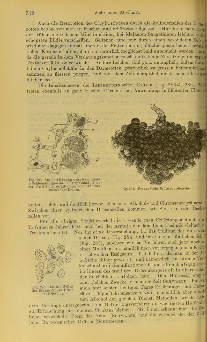 Fig. 283. Aus dom Dünndarm des Kaninchens. a Schlcimhnutgowcbo; ft I^mphhannl; c lee- rer, d mit Zellen orfülltorQuorschnittLioher- külin'schor Drüsen. Auch die Resorption des Chylusfettes durch die Zylinderzellen der Darm- |> zotten beobachtet man an frischen und erhärteten Objekten. Hier kann man, nacht der früher angegebenen Milchinjektion, bei kleineren Säugethieren leicht sich di : schönsten Bilder verschaifen. Seltener, und nur durch einen besonderen ZufallJ' wird man dagegen einmal einen in der Fettverdauung plötzlich gestorbenen menschd' liehen Körper erhalten, der dann natürlich möglichst bald untersucht werden muss|i da die gerade in dem Verdauungskanal so rasch eintretende Zersetzung die zarte: f' Texturverhältnisse verwischt. Aeltere Leichen sind ganz untauglich, indem die S' ji feinen Chylusmoleküle in den Darmzotten gewöhnlich zu grossen Fetttropfen zu sammen zu fliessen pflegen, und von dem Zylinderepithel nichts mehr übrig ge.|* blieben ist. f- Die Inhaltsmassen der Lieberkühn’sehen Drüsen (Fig. 283 fZ, 286, 2S9'| treten ebenfalls an ganz frischen Därmen, bei Anwendung indifferenter Flüssig;|i Fig. 284. Brnnuor'scho Drüse des Menschen. keiten, schön und deutlich hervor, ebenso an Alkohol- und Chromsäurepräparate Zwischen ihren zylindrischen Drüsenzellen kommen, wie Schueze sah, Beche zellen vor. Für alle übrigen Strukturverhältnisse wende man Erhärtungsmethoden a In früheren .Jahren hatte man bei der Armuth der damaligen Technik vielfach d Trocknen benutzt. Nur für eine Untersuchung, für das Studium der Bkuxneb sehen Drüsen (Fig. 284) und ihrer eigenthümlichen Zell' (Fig. 285), möchten wir das Verfahren auch jetzt noch h einer Modifikation, nämlich nach vorhergegangenem Koclv in schwacher Essigsäure, fest halten, da man in der Th hübsche Bilder gewinnt, und namentlich an dünnen Ver' kalschnitten die Ramifikationen des ausführenden Gangwerh im Innern des traubigen Drüsenkörpers oft in überrasche der Zierlichkeit verfolgen kann. Den Holzessig empl's zum gleichen Zwecke in neuerer Zeit Schwalbe. Indess- auch hier leisten heutigen Tages Erhärtungen mit Chroi säure , doppeltchromsaurem Kali, namentlich aber abso tem Alkohol den gleichen Dienst, Methoden, welche nch dem allerdings untergeordneteren Gefrierungsverfahren die wichtigsten Hulfsmit zur Erforschung der feineren Struktur bleiben. Mit ihnen erkennt man liehe, verwickelte Form der Acini (Schwalbe) und die zylindrische der Zei jener BnuxNEK’schen Drüsen (Schlemmer). Fig. 285. Isolirte Zellen der Bmnner’schen Drüse des Schweins.