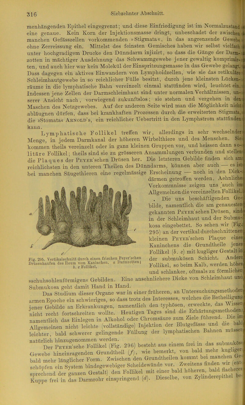 menhängenden Epithel eingegrenzt; nnd diese Einfriedigung ist im Normalzustand eine genaue. Kein Korn der Injektionsmasse dringt, unbeschadet der zwischen manchen Gefässzellen vorkommenden »Stigmata«, in das angrenzende Geweben ohne Zerreissung ein. Mittelst des feinsten Gemisches haben wir selbst vielfach) unter hochgradigem Drucke den Dünndarm injizirt, so dass die Gänge der Darm-i zotten in mächtiger Ausdehnung das Schwammgewebe jener gewaltig komprimir-i ten, und auch hier war kein Molekül der Einspritzungsmasse in das Gewebe gelangt.^ Dass dagegen ein aktives Einwandern von Lymphoidzellen, wie sie das retikuläre) Schleimhautgewebe in so reichlicher Fülle besitzt, durch jene kleinsten Lücken-1 räume in die lymphatische Bahn vereinzelt einmal stattfinden wird, leuchtet ein.i Indessen jene Zellen der Darmschleimhaut sind unter normalen Verhältnissen, un-i serer Ansicht nach, vorwiegend zukunftslos ; sie stehen und vergehen in den) Maschen des Netzgewebes. Auf der anderen Seite wird man die Möglichkeit nichtJ nbläugnen dürfen, dass bei krankhaften Prozessen durch die erweiterten Stigmata,! die »Stomata« Aknold’s, ein reichlicher Uebertritt in den Lymphstrom stattfindeni kann. Lymphatische Follikel treffen wir, allerdings in sehr wechselnden Menge, in jedem Darmkanal der höheren Wirbelthiere und des Menschen. Siei kommen theils vereinzelt oder in ganz kleinen Gruppen vor, und heissen dann so-i litäre Follikel; theils sind sie zu grösseren Ansammlungen vex-bunden und stellen- die Plaques der P.EY£B’schen Drüsen her. Die letzteren Gebilde finden sich amj reichlichsten in den unteren Theilen des Dünndarms, können aber auch es ist' bei manchen Säugethieren eine regelmässige Erscheinung — noch in den Dick- därmen getroffen werden. Aehnliche; Vorkommnisse zeigen uns _auch ini Allgemeinen die vereinzelten Follikel. . Die uns beschäftigenden Ge- bilde, namentlich die am genauesten gekannten Peyeb’sehen Drüsen, sind in der Schleimhaut und der Submu- kosa eingebettet. So sehen wir (Üg« 295) an der vertikal durchschnittenen kleinen PEYEB’schen Plaque eines Kaninchens die Grundtheile jene) Follikel [b. c) mit kugliger Gestalt in der submukösen Schicht. Andere Follikel, so beim Kalb, werden höhei und schlanker, oftmals zu förmlicher Eig. 29.5. VortikalBchnitt Uurch oinon frischen Poyor’scheu Driisonhaufon des Iloum vom ICaniuclion. (i Darnizotton; h. c Follikel» »schuhsohlenförmigen« Gebilden. Eine ansehnlichere Dicke von Schleimhaut unc. Submukosa geht damit Hand in Hand. j , Das Studium dieser Organe war in einer früheren, an Untersuchungsmethode armen Epoche ein schwieriges, so dass trotz des Interesses, welches die Betheilipng) iener Gebilde an Erkrankungen, namentlich den typhöseri, erweckte, das Misset nicht recht fortschreiten wollte. Heutigen Tages sind die Erhärtungsmetho^ namentlich das Einlegen in Alkohol oder Chroinsäure zum Ziele fuhrerid. namenuicxi u.dö uiuioQUix xn i -m > r- i imlr Allgemeinen nicht leichte (vollständige) Injektion der Blutgefässe und die bal leichter, bald schwerer gelingende Füllung der lymphatischen Bahnen müsse) natürlich hinzugenommen werden. _ i i 'ic Der PEYEB’sche Follikel (Fig. 29G) besteht aus einem frei in das submukös.i Gewebe hineinragenden Grundtlieil (/], wie bemerkt, von bald mehijuig iger bald mehr länglicher Form. Zwischen den Grundtheilen kommt bei ^^^c schöpfen ein System bindegewebiger Scheidewände vor:. >^weitens fi id ( sprechend der ganzen Gestalt) den Follikel mit einer bald höheren, Kuppe frei in das Darmrohr einspringend {d). Dieselbe, von Zyhnderepithel bc