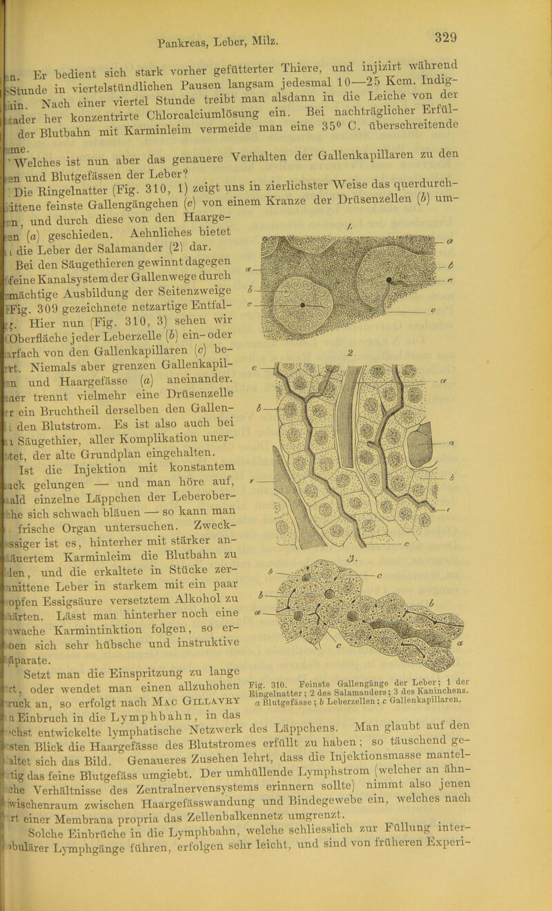 n Er bedient sich stark vorher gefütterter Thiere, und injizn-t wählend .Stunde in viertelstündlichen Pausen langsam jedesmal 10—25 Kcm. Indy- län Nach einer viertel Stunde treibt man alsdann m Leiche ^on dei :*ader her konzentrirte Chlorcalciumlösung ein. Bei nachträglicher Erful- der Blutbahn mit Karminleim vermeide man eine 35« C. überschreitende ^Velches ist nun aber das genauere Verhalten der Gallenkapillaren zu den >sn und Blutgefässen der Leber? , j v Die Ringelnatter (Fig. 310, 1) zeigt uns in zierlichster Weise das querdurch- iittene feinste Gallengängchen (c) von einem Kranze der Drusenzellen [b) um- rn, und durch diese von den Haarge- ^ ?3n (fl) geschieden. Aehnliches bietet I die Leber der Salamander (2) dar. Bei den Säugethieren gewinnt dagegen feine Kanalsystem der Gallenwege durch nmächtige Ausbildung der Seitenzweige FFig. 309 gezeichnete netzartige Entfal- jr. °Hier nun (Fig. 310, 3) sehen wir 'Oberfläche jeder Leberzelle [b] ein-oder mrfach von den Gallenkapillaren (c) be- ^ rvt. Niemals aber grenzen Gallenkapil- ■nn und Haargefässe (ß) aneinander, naer trennt vielmehr eine Drüsenzelle ?r ein Bruchtheil derselben den Gallen- i den Blutstrom. Es ist also auch bei 1.1 Säugethier, aller Komplikation uner- •fet, der alte Grundplan eingehalten. Ist die Injektion mit konstantem :ick gelungen — und man höre auf, .ald einzelne Läppchen der Leberober- hhe sich schwach bläuen — so kann man . frische Organ untersuchen. Zweck- ■ssiger ist es, hinterher mit stärker an- läuertem Karminleim die Blutbahn zu Iden, und die erkaltete in Stücke zer- ;iinittene Leber in starkem mit ein paar opfen Essigsäure versetztem Alkohol zu k lärten. Lässt man hinterher noch eine ' iwache Karmintinktion folgen, so er- ben sich sehr hübsche und instrukti\ e iäparate. Setzt man die Einspritzung zu lange et, oder wendet man einen allzuhohen Fig. jMg. 310. Feinste Gallengänge der Iiel)or; 1 der Eingelnatter ; ‘2 des Salamanders; 3 dos Kaninchens. a Blutgefässe; h Lol)erzelleu; c Gallenlcapillaren. ruck an, so erfolgt nach Ma.c Gilla.vry a Einbruch in die Lymphbahn, in das , , , <• i •chst entwickelte lymphatische Netzwerk des Läppchens. Man glaubt auf den sten Blick die Haargefässe des Blutstromes erfüllt zu haben; _ so täuschend ge- altet sich das Bild. Genaueres Zusehen lehrt, dass die Injektionsmasse mantel- tig das feine Blutgefäss umgiebt. Der umhüllende Lymphstrom (welcher an ahn- .2he Verhältnisse des Zentralnervensystems erinnern sollte) nimmt also jenen wischenraum zwischen Haargefässwandung und Bindegewebe ein, welches nach rt einer Membrana propria das Zellenbalkennetz umgrenzt. n . , Solche Einbrüche in die Lymphbahn, welche schliesslich zur h üllung inter- •bulärer Lymphgänge führen, erfolgen sehr leicht, und sind von früheren Lxperi-