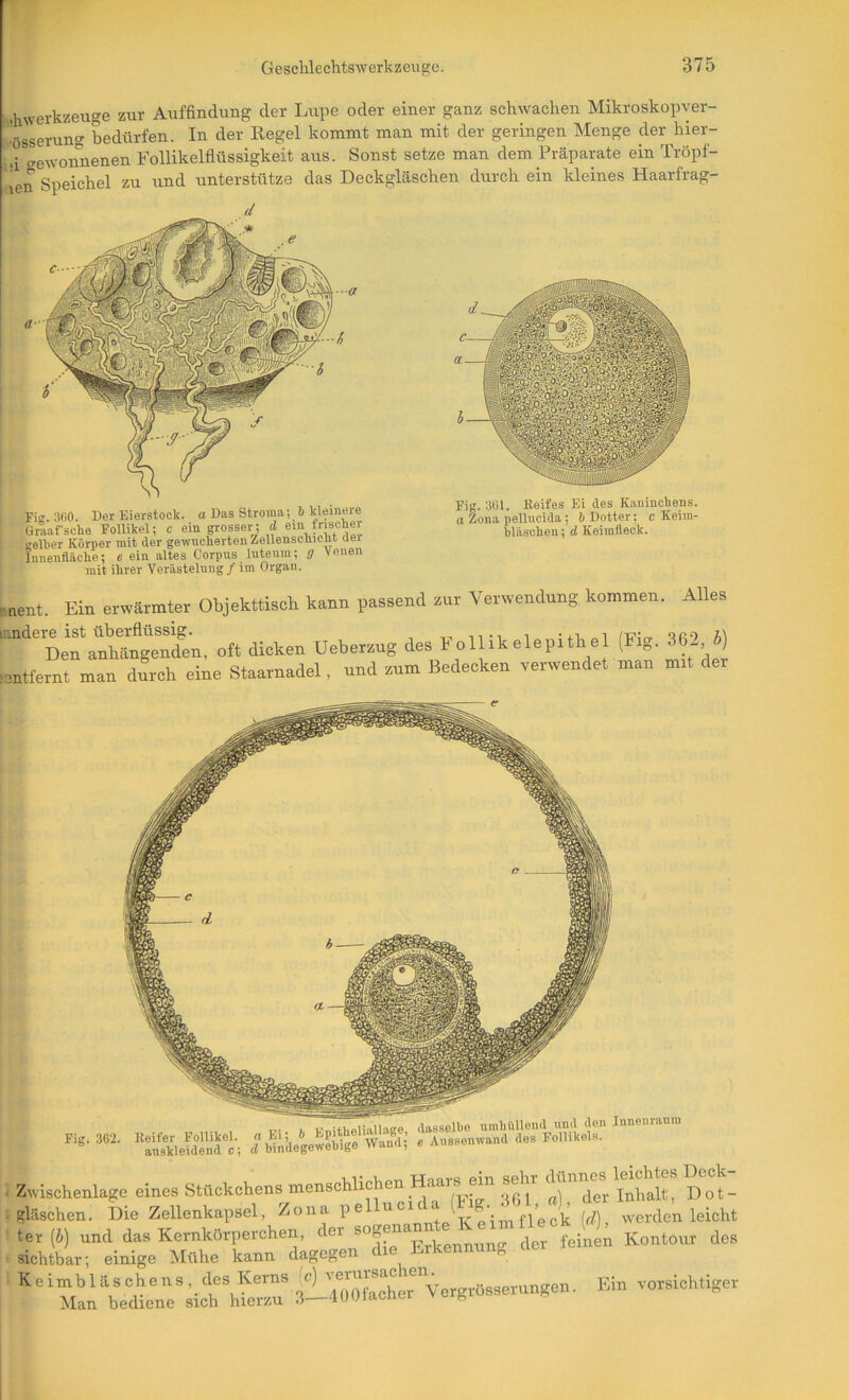 •hwerkzeuge zur Auffindung der Lupe oder einer ganz schwachen Mikroskopver- ■össerung bedürfen. In der Regel kommt man mit der geringen Menge der hier- ..i gewonnenen Follikelflüssigkeit aus. Sonst setze man dem Präparate ein Tröpf- ien Speichel zu und unterstütze das Deckgläschen durch ein kleines Haarfrag- Fiß 3U0. Der Eierstock, a Das Stroma; & kleinere Graafsclie Follikel; c ein grosser; d ein fnscker eelter Körper mit der gewnclierten ZellenscliicM der Innenfläche; e ein altes Corpus lutenra; g Venen mit ihrer Verästelung / im Organ. Fig. 301. Reifes Ei des Kaninchens. a Zona pellucida ; b Dotter; c Keim- bläschen ; d Keirafleck. nent. Ein erwärmter Objekttisch kann passend zur Verwendung kommen. Alles ’^^^De^ranhängendra, oft dicken Ueberzug des Follikelepithel (Fig. mtfernt man durch eine Staarnadel, und zum Bedecken verwendet man mit der ^aL^k\e!dend1‘; WnllegoSe'Ä;’ fÄnivand des Follikels. Zwischenlage eines Stückchens «menschlichen Haars em sehr gläschen. Die Zellenkapsel, Zona Pc^^ W, -erden leicht ter(i) und das Kernkürperchen, sichtbar; einige Mühe kann dagegen die DiKennun^